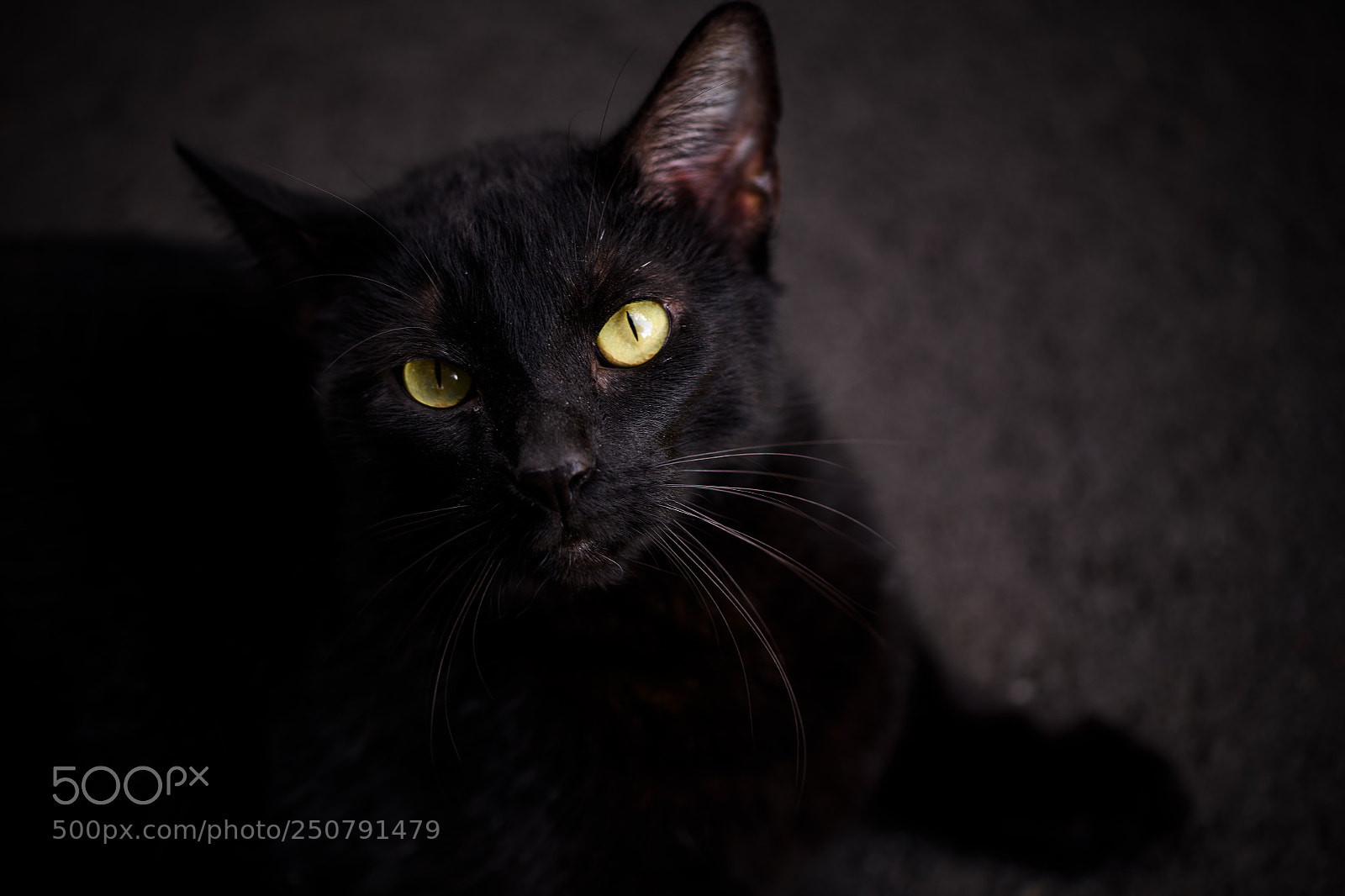 Nikon D850 sample photo. Unknown cat on walking photography