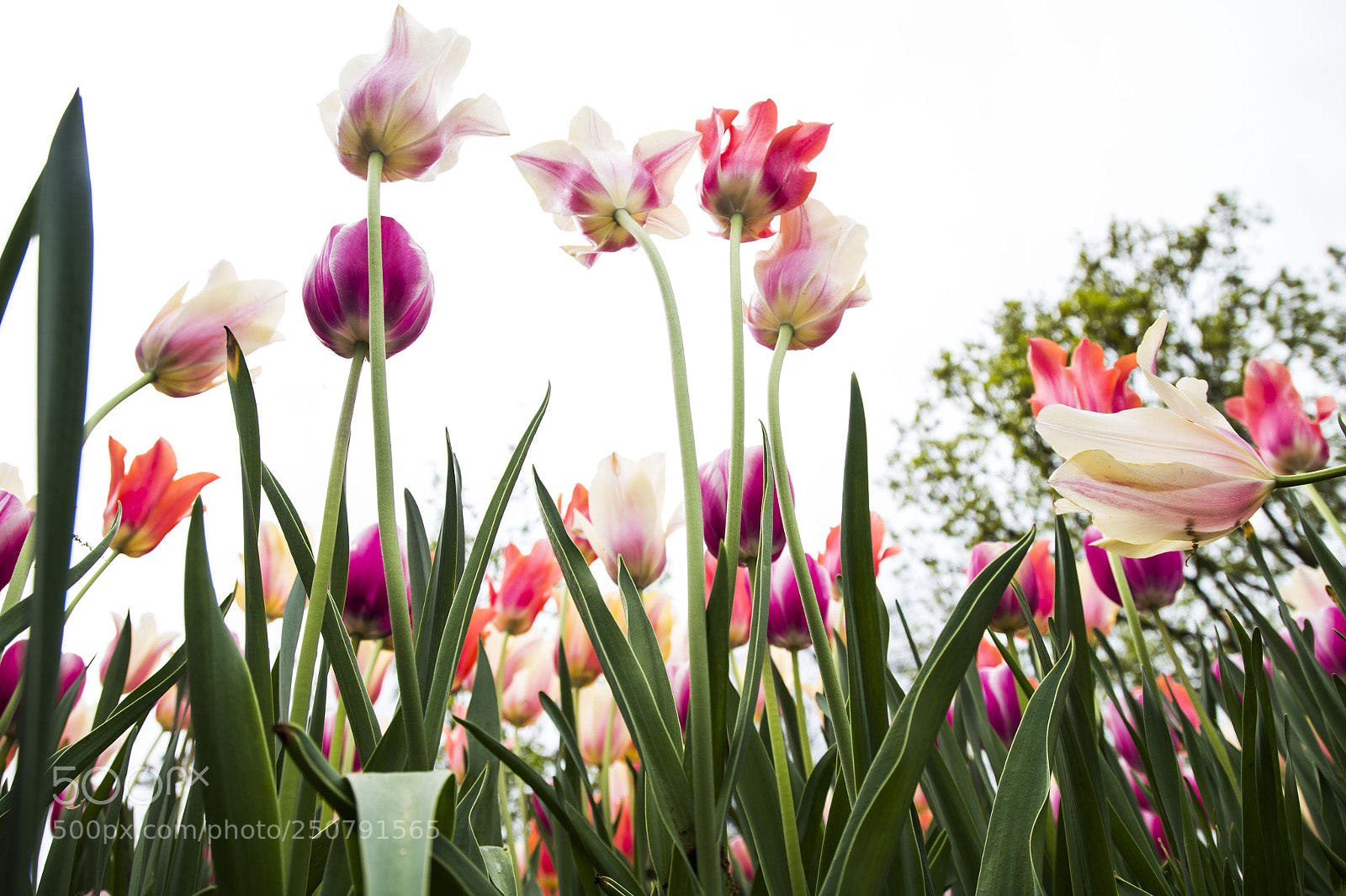 Nikon D810 sample photo. Dallas blooms photography