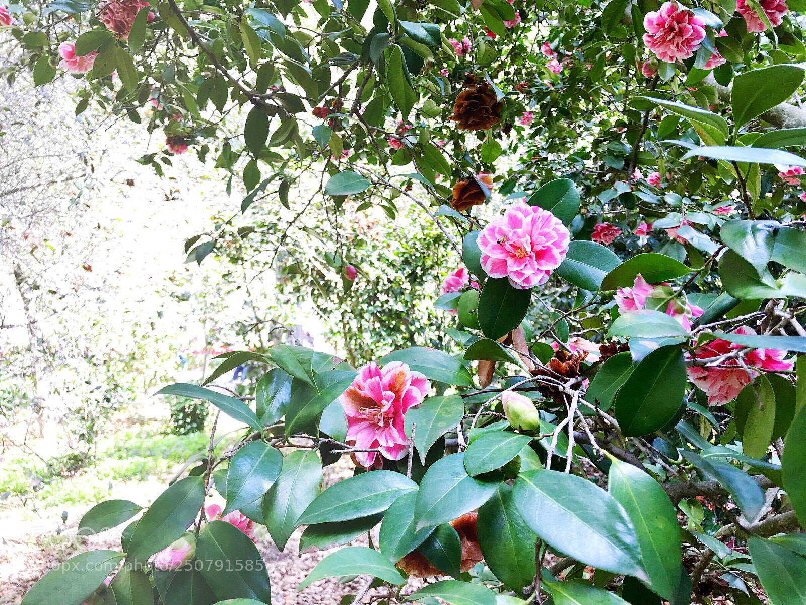 Apple iPhone 7 Plus sample photo. Pink camelias  photography