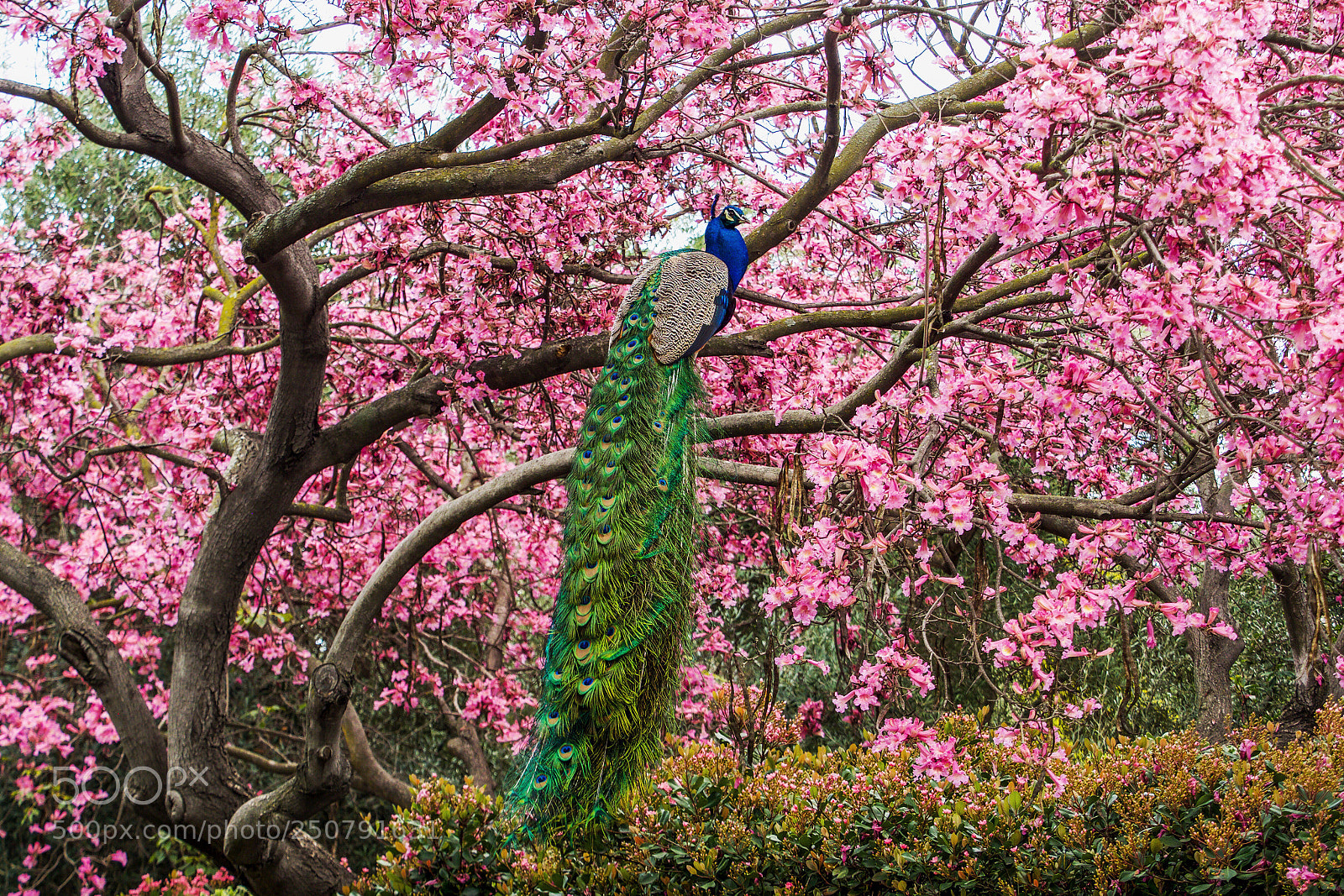 Olympus OM-D E-M1 Mark II sample photo. Untitled photography