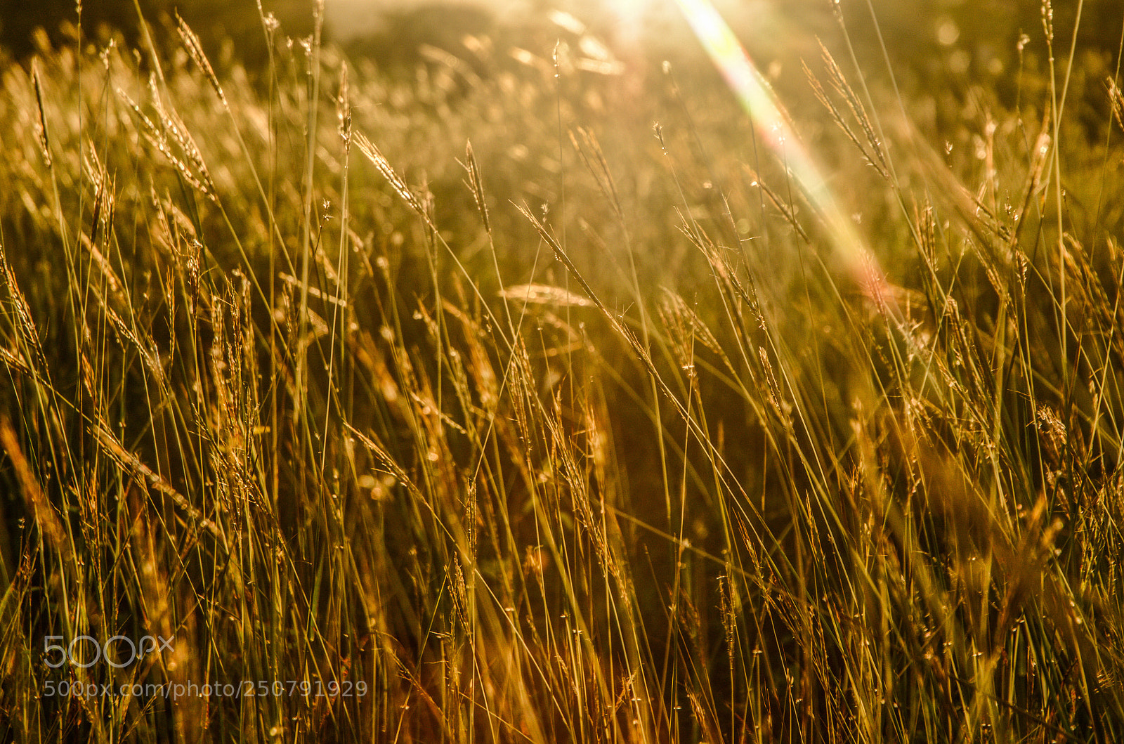 Nikon D5100 sample photo. Untitled photography