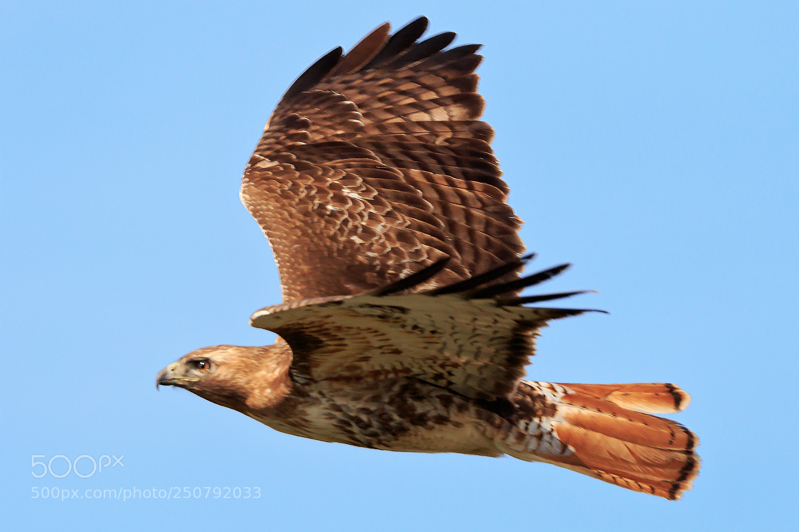 Canon EOS 7D Mark II sample photo. Red-tailed hawk photography
