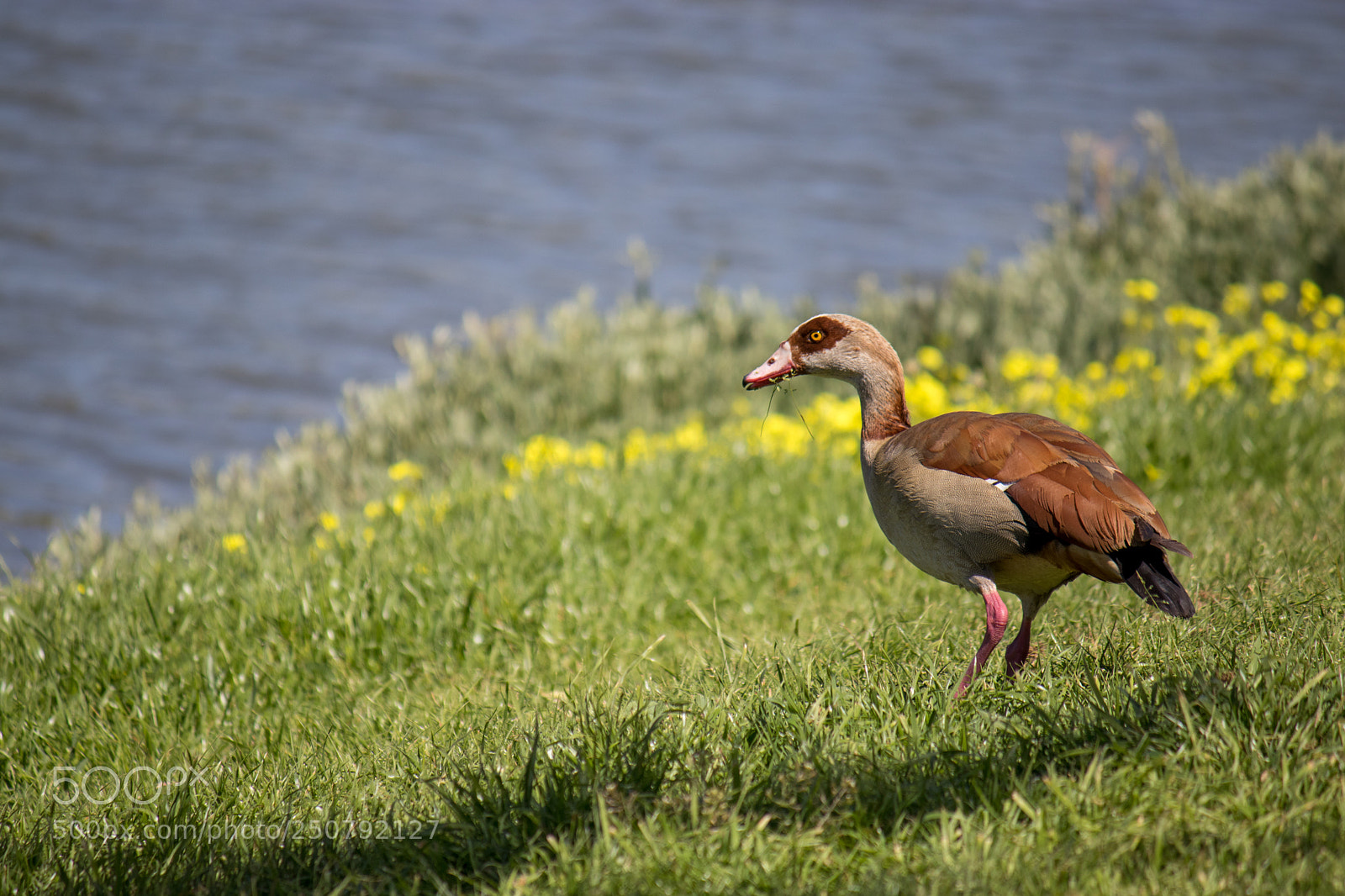Canon EOS 80D sample photo. Egyptian goose photography