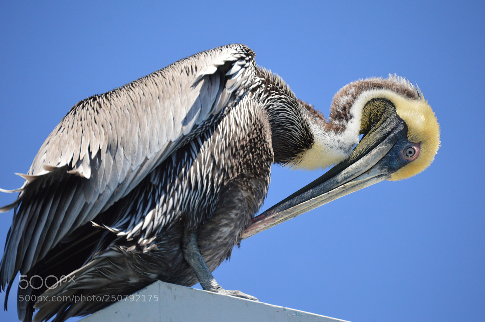Nikon D3200 sample photo. Pelican on sea photography