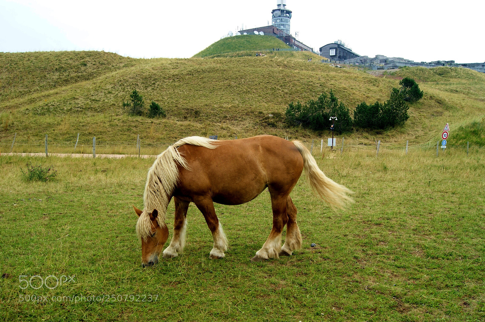Sony Alpha DSLR-A290 sample photo. Horse life photography