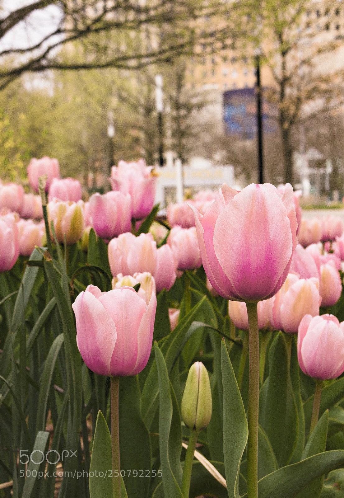 Canon EOS 700D (EOS Rebel T5i / EOS Kiss X7i) sample photo. Spring at the botanical photography