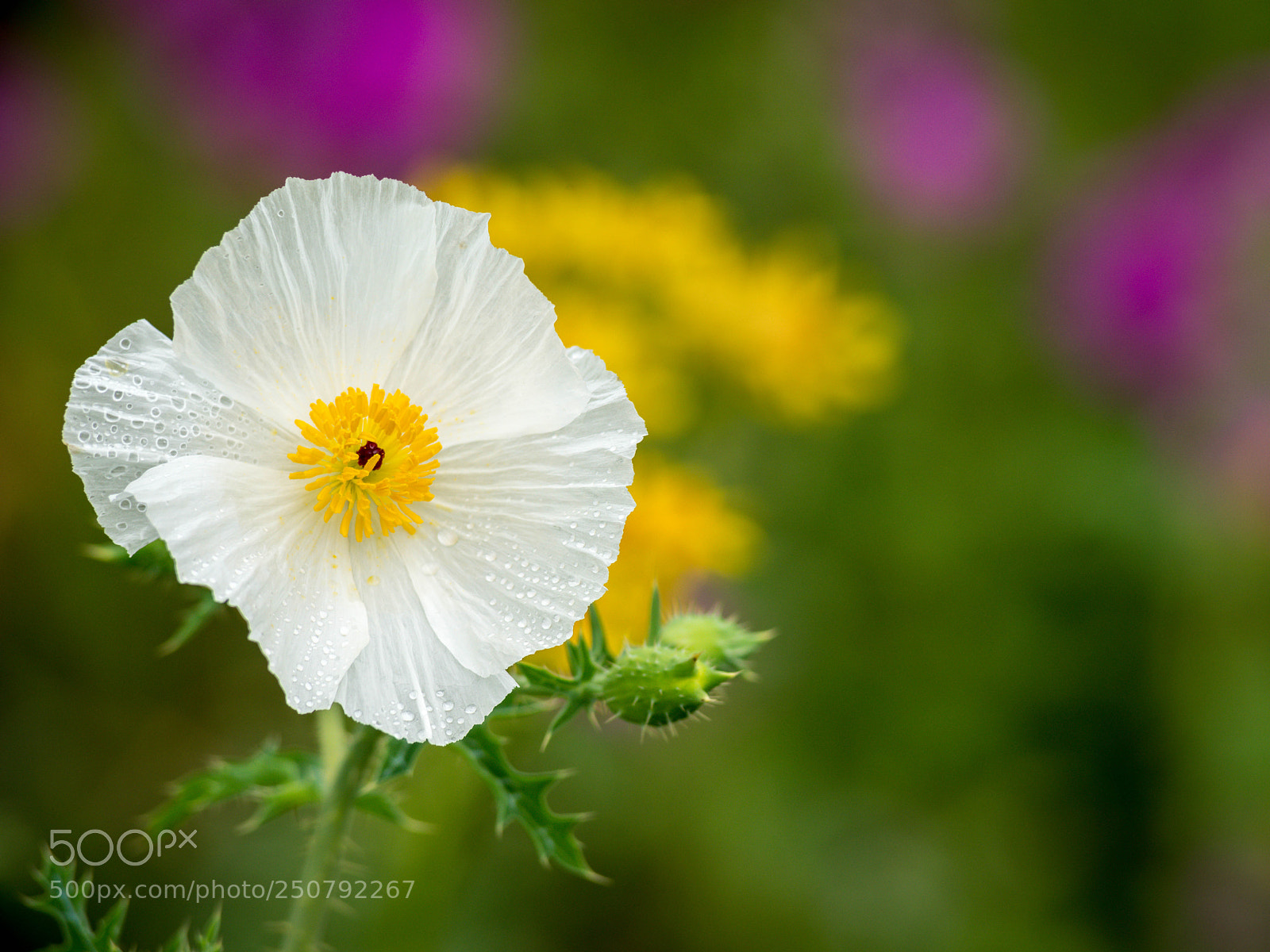 Sony a7R III sample photo. White prickly poppy photography