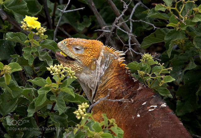 Canon EOS 30D sample photo. Land of the wild photography