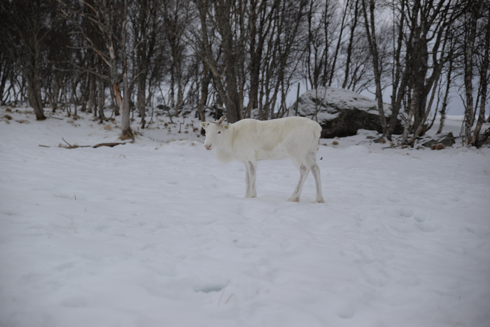 Nikon D610 + Tamron SP 24-70mm F2.8 Di VC USD sample photo. Vesteralen reindeer photography