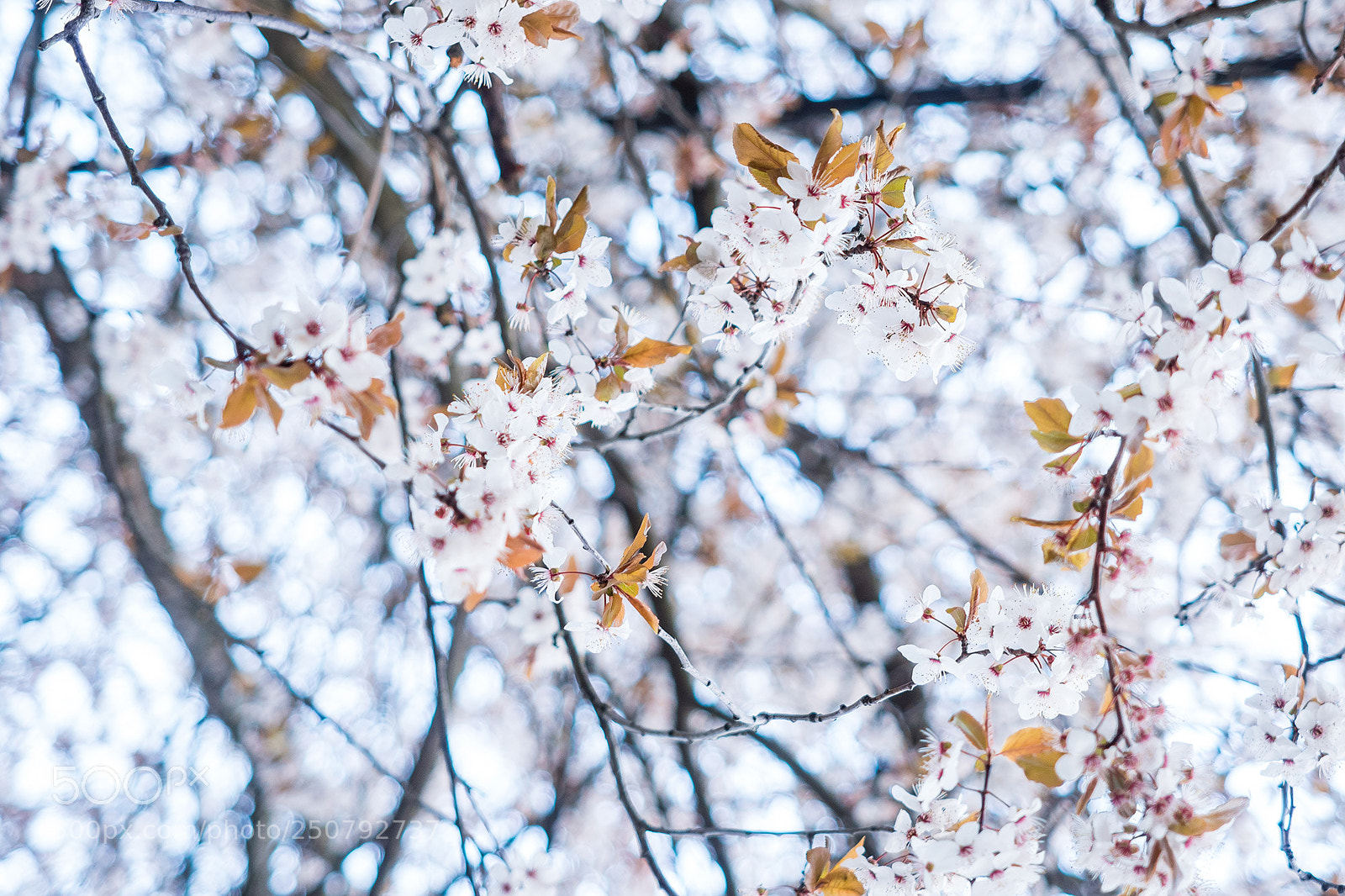 Olympus OM-D E-M5 II sample photo. Cherry blossom photography