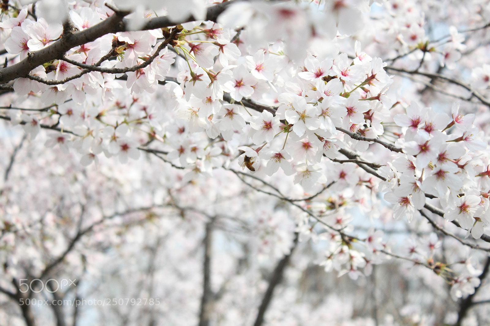 Canon EF-S 18-55mm F3.5-5.6 IS sample photo. Untitled photography