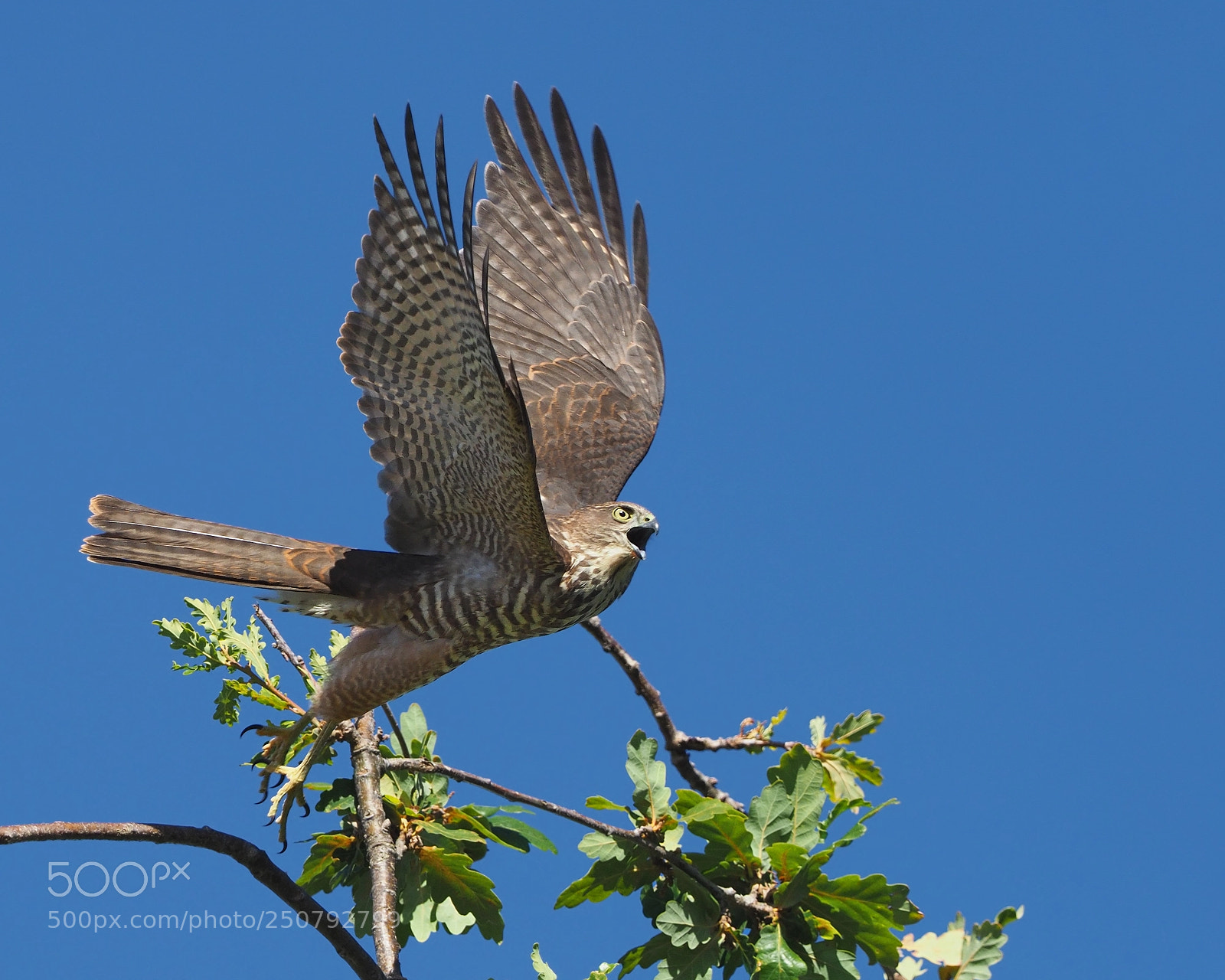 Olympus OM-D E-M1 Mark II sample photo. Collared sparrowhawk photography
