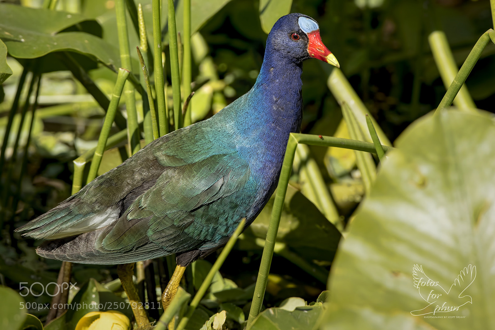 Canon EOS 7D Mark II sample photo. Out from hiding photography