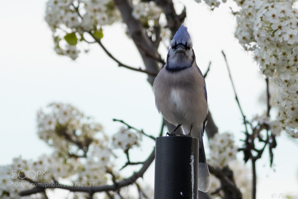 Canon EOS 80D sample photo. Bluejay photography
