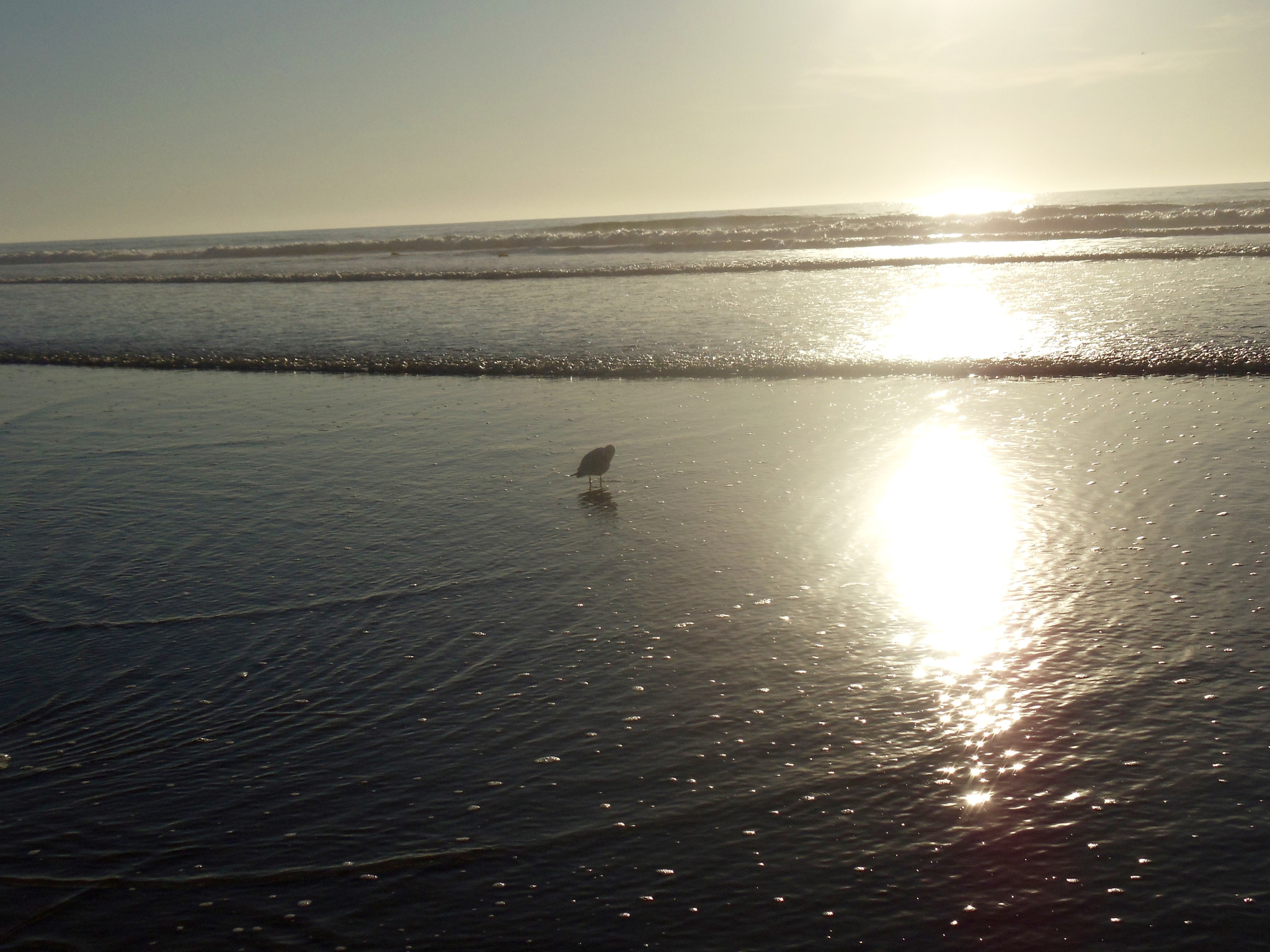 Sony Cyber-shot DSC-W370 sample photo. Torrey pines - california photography