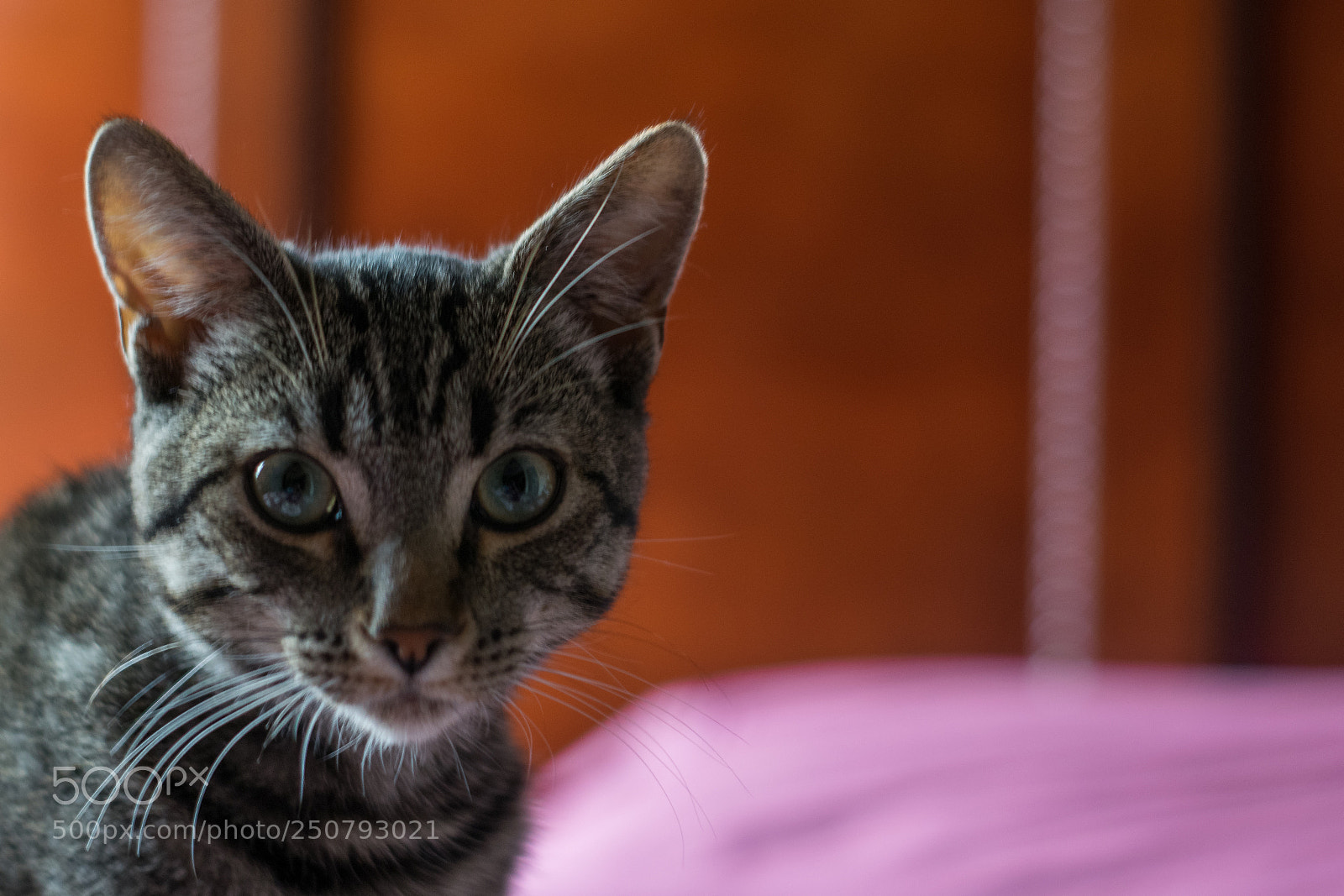 Nikon D3300 sample photo. The heir photography