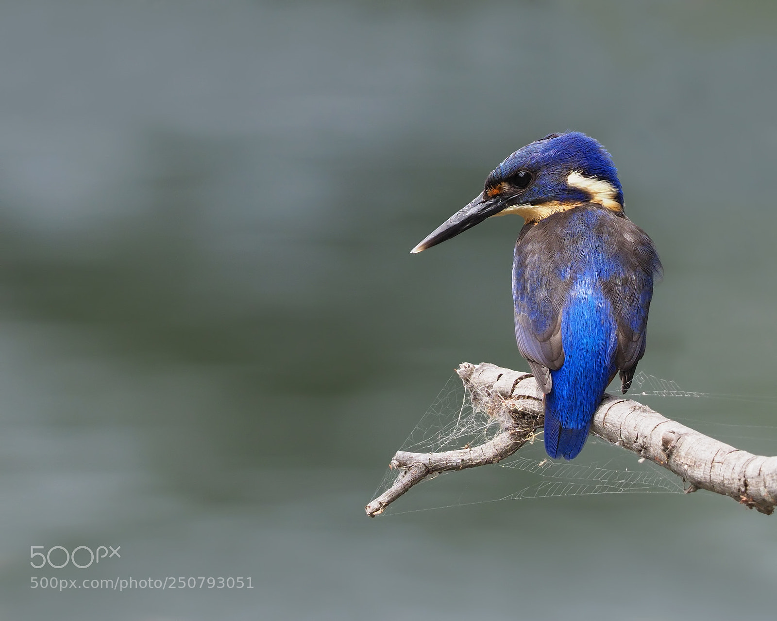 Olympus OM-D E-M1 Mark II sample photo. Azure kingfisher photography