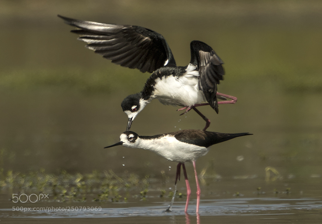Canon EOS 7D Mark II sample photo. Black-necked stilt photography