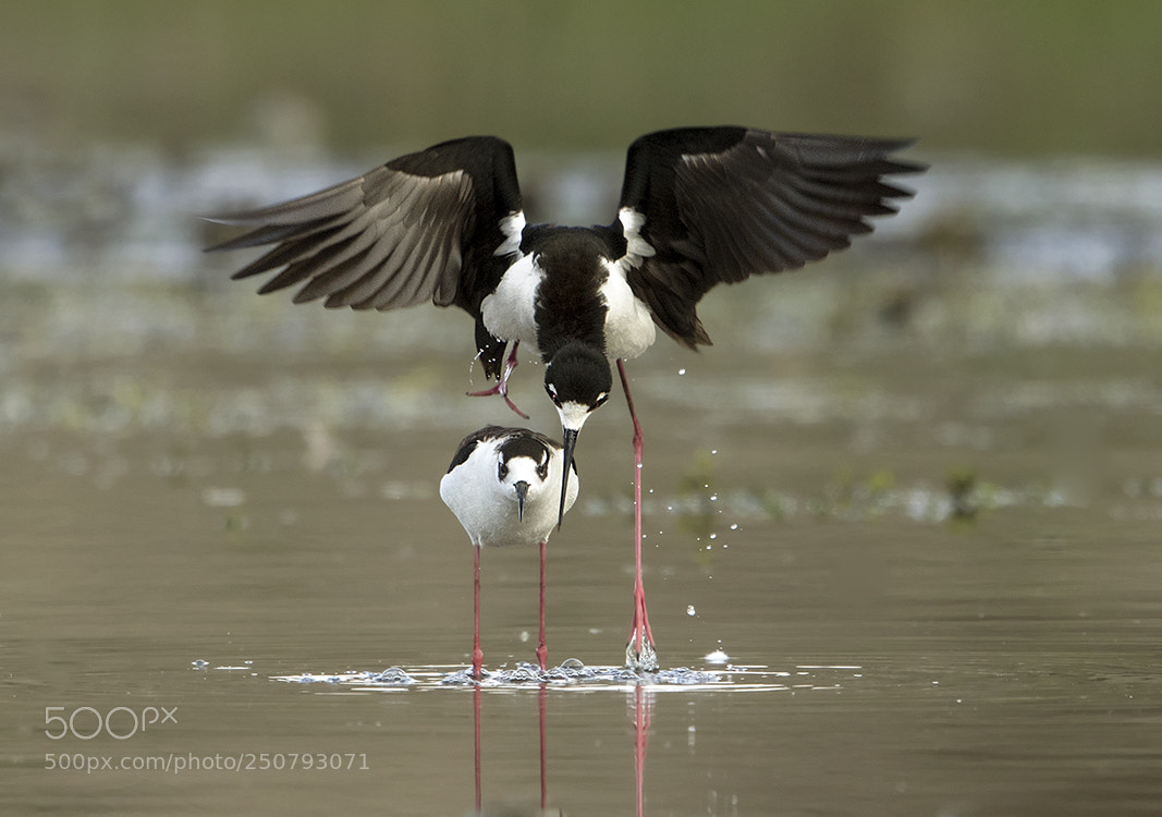 Canon EOS 7D Mark II sample photo. Black-necked stilt photography