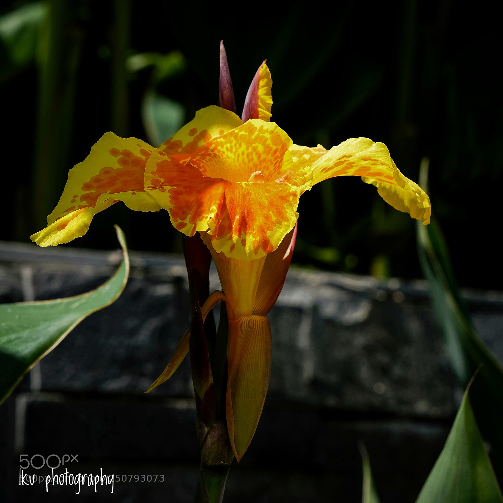 Sony a6000 sample photo. Wings of flower photography
