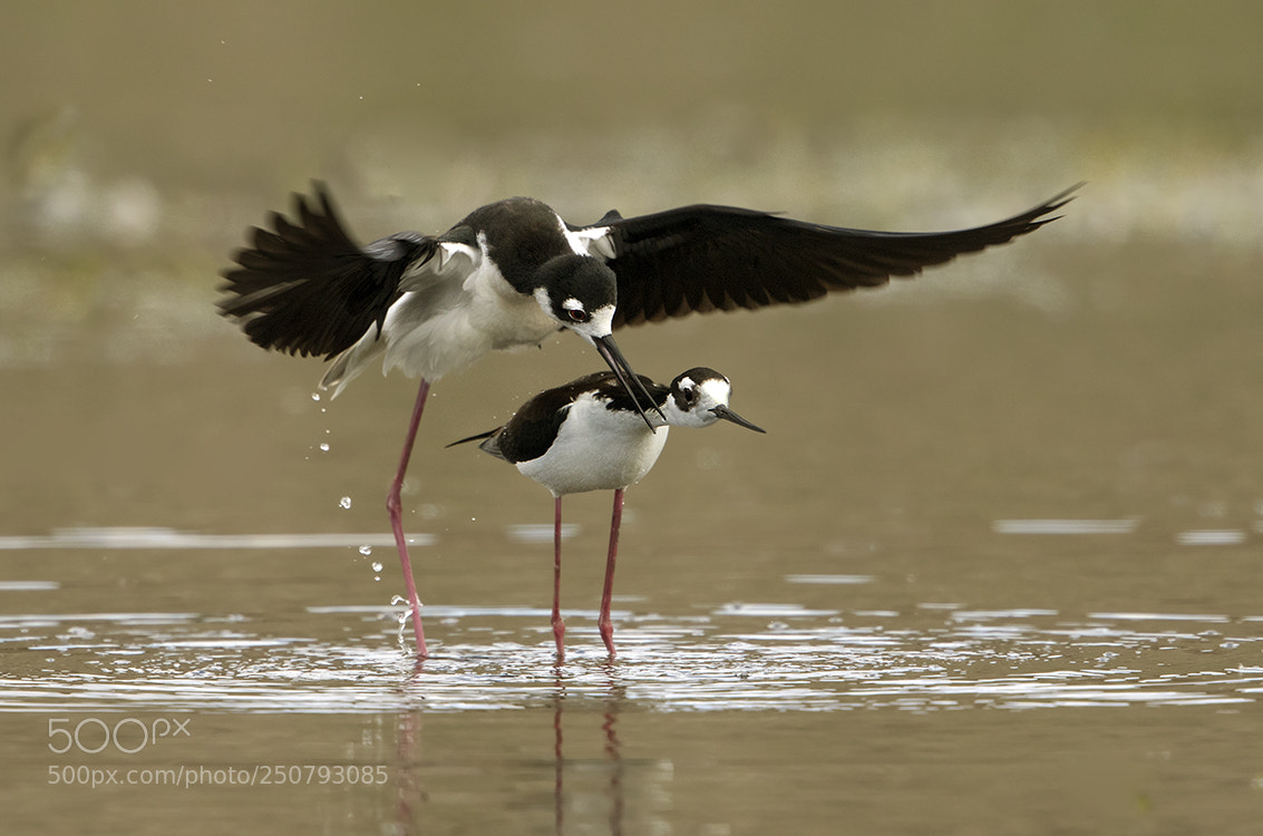 Canon EOS 7D Mark II sample photo. Black-necked stilt photography