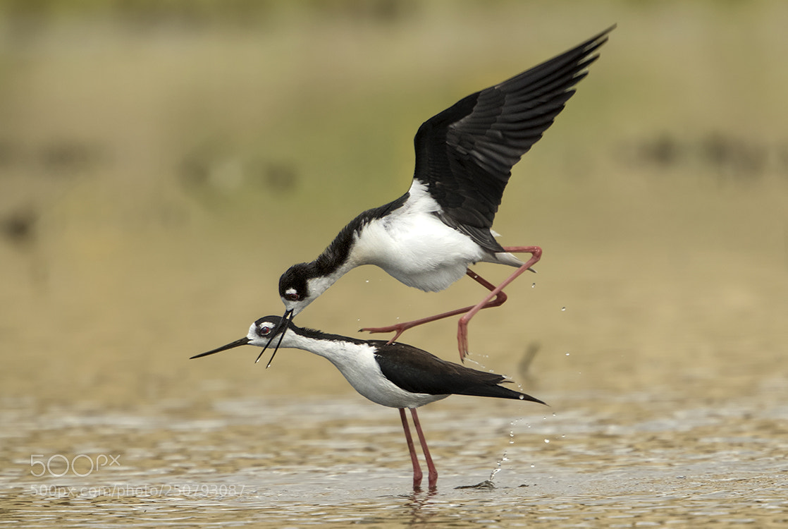 Canon EOS 7D Mark II sample photo. Black-necked stilt photography