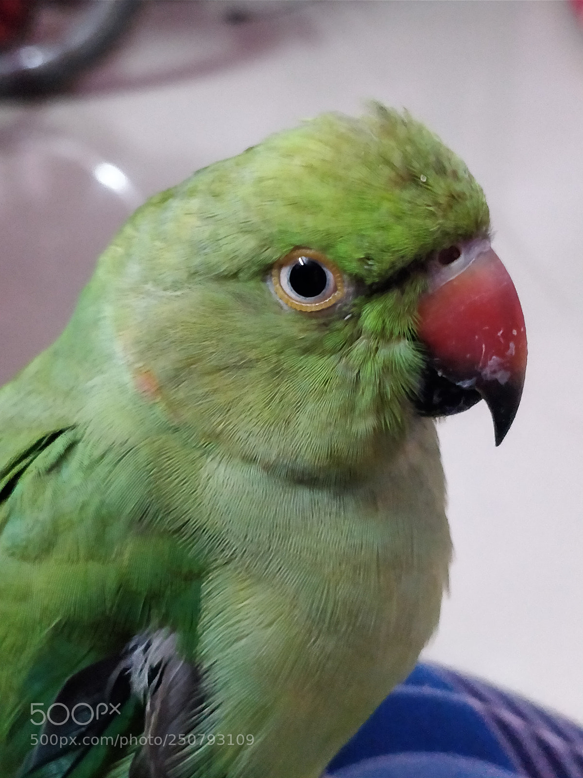 OnePlus 5T sample photo. Indian ringneck parrot photography