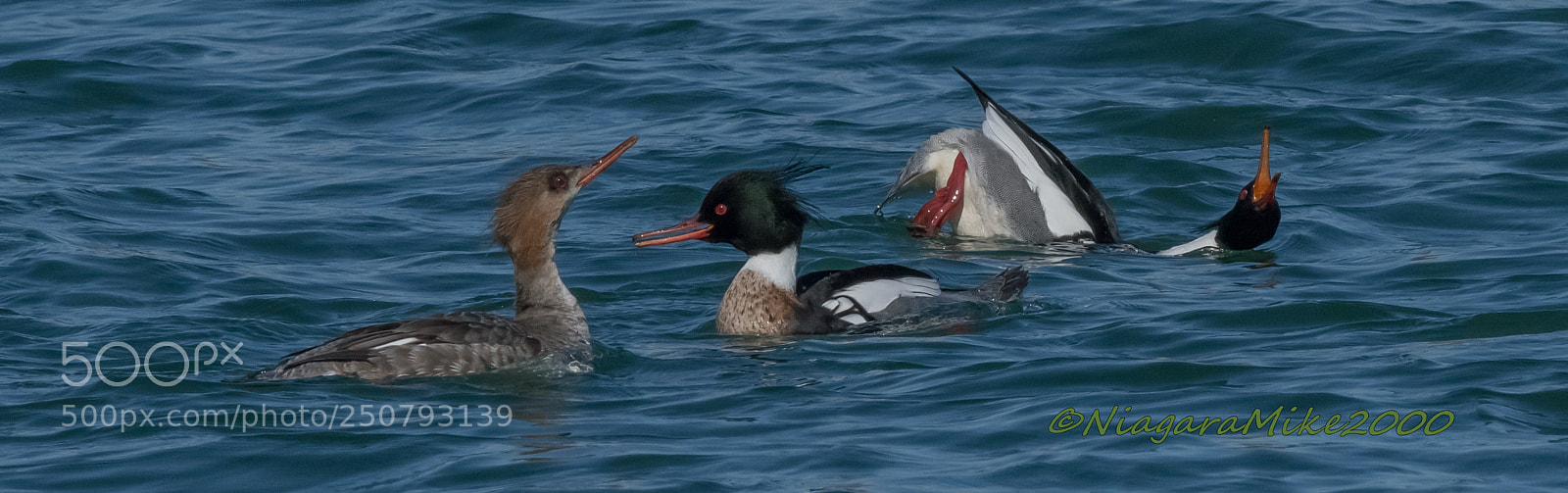 Nikon D850 sample photo. Merganser mating behaviour photography