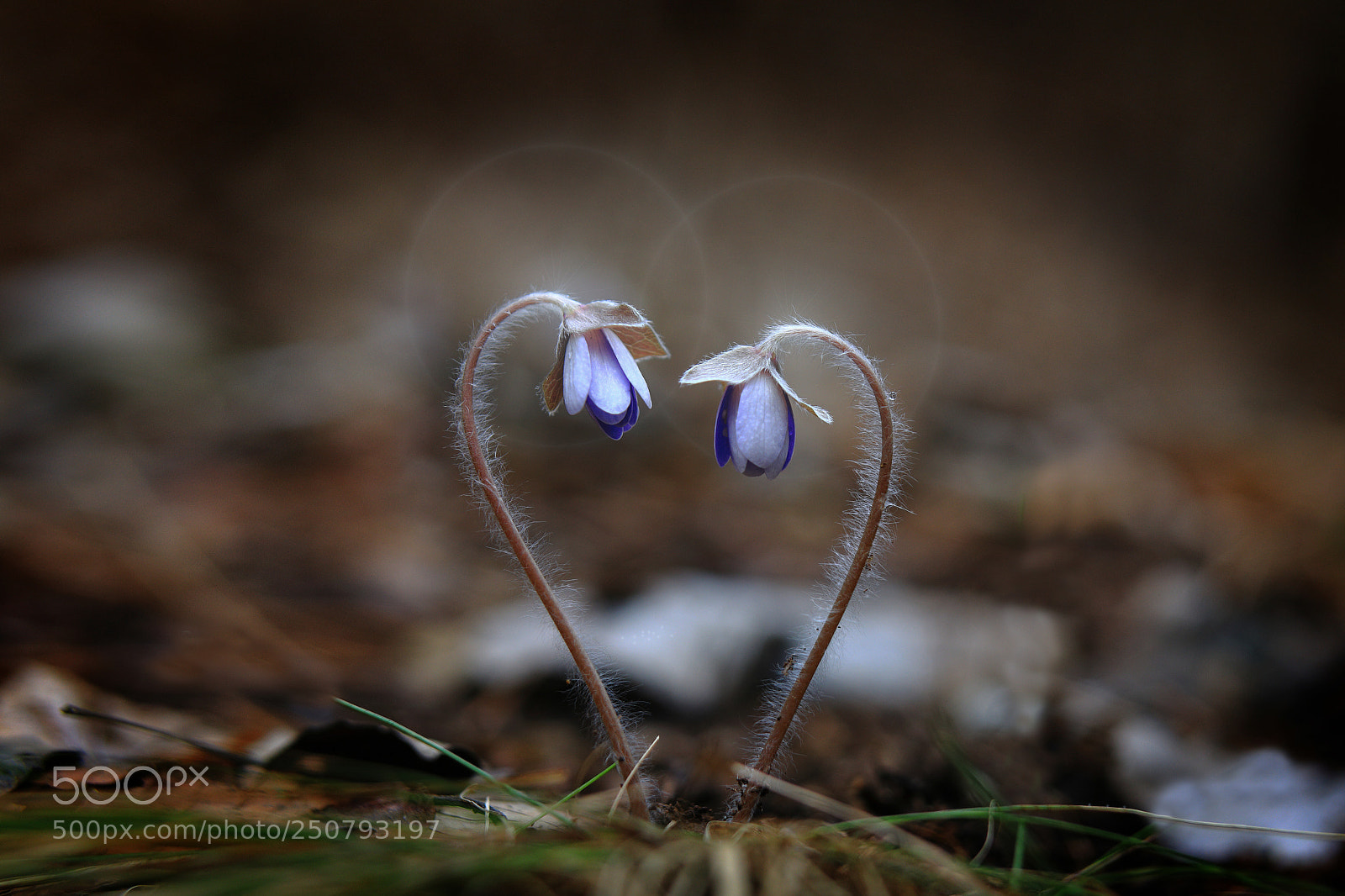 Canon EOS 5D Mark IV sample photo. Spring flower photography