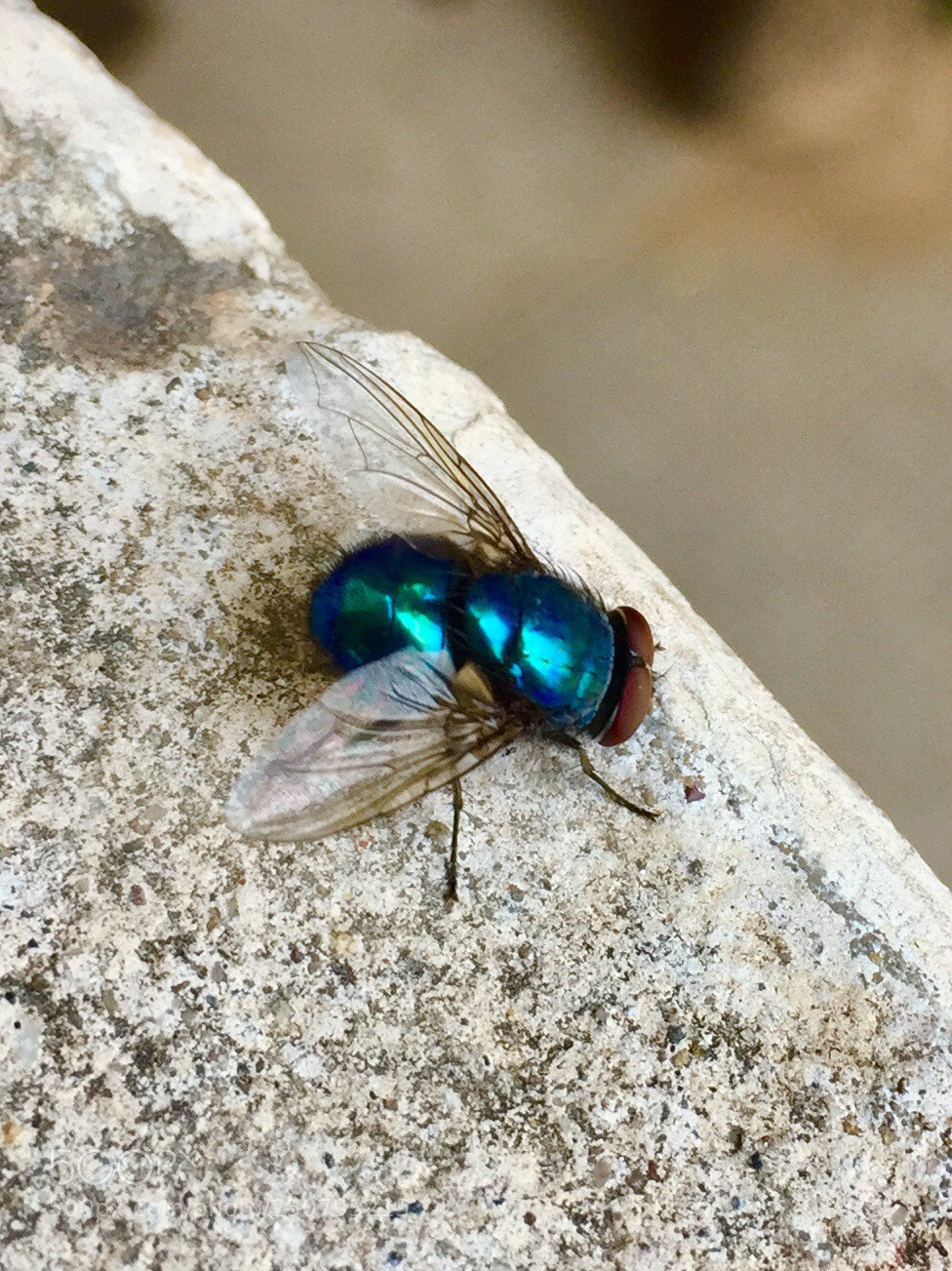 Apple iPhone 6 sample photo. Blue photography