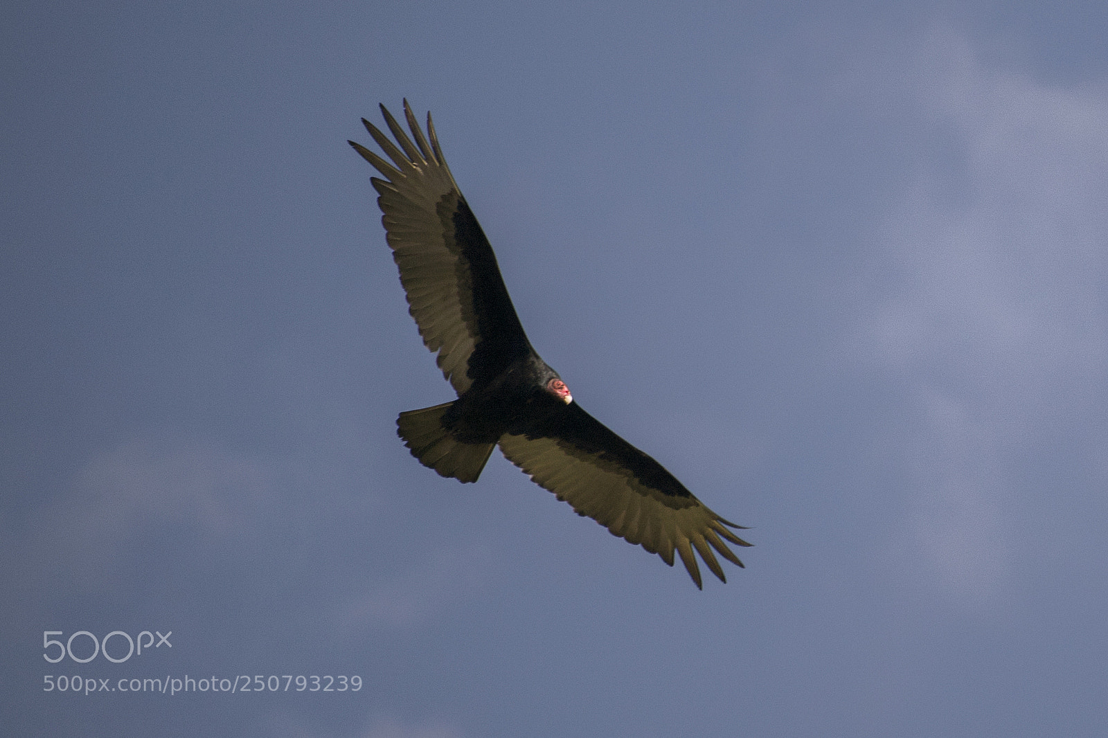 Canon EOS 750D (EOS Rebel T6i / EOS Kiss X8i) sample photo. The turkey vulture photography