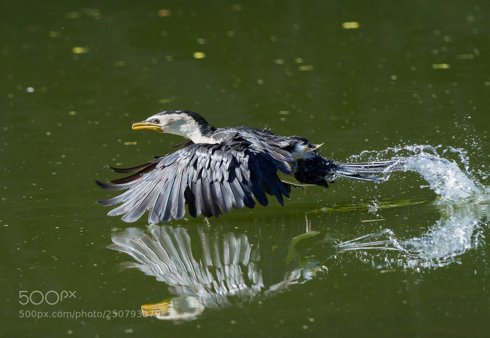 Olympus OM-D E-M1 Mark II sample photo. Cormorant takeoff photography
