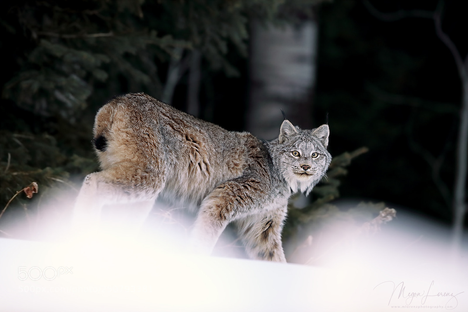 Canon EOS-1D X Mark II sample photo. Wild canada lynx in photography