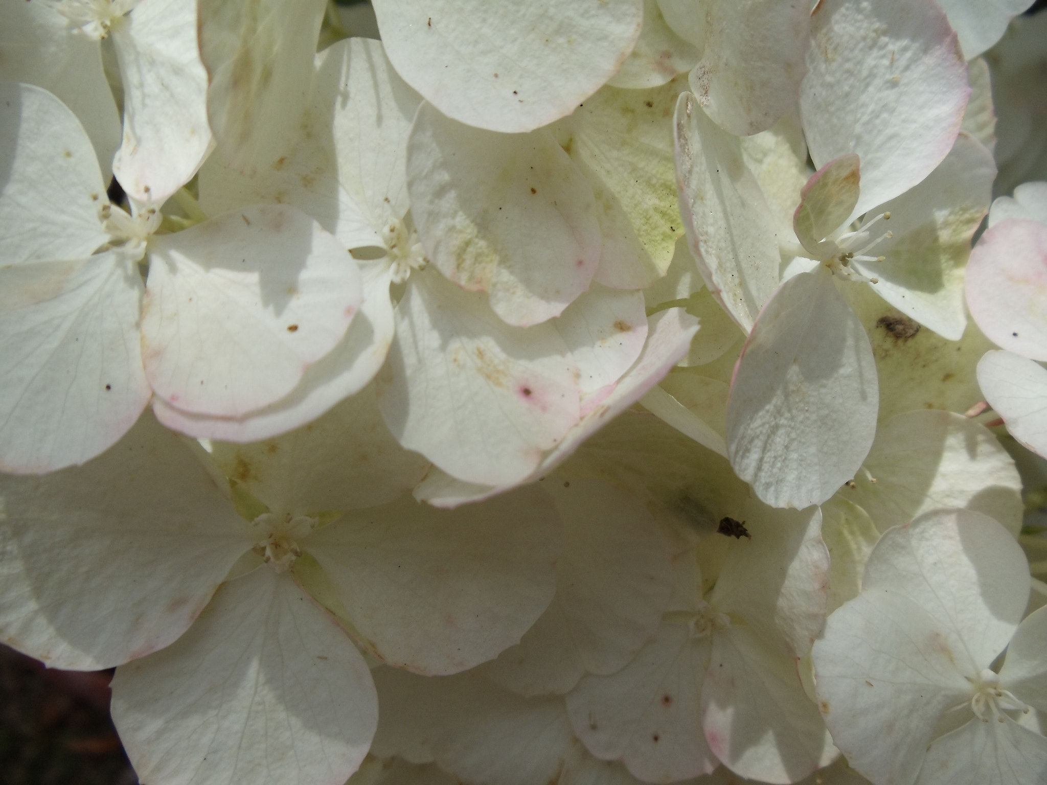 Sony Cyber-shot DSC-W370 sample photo. Hydrangea flower photography