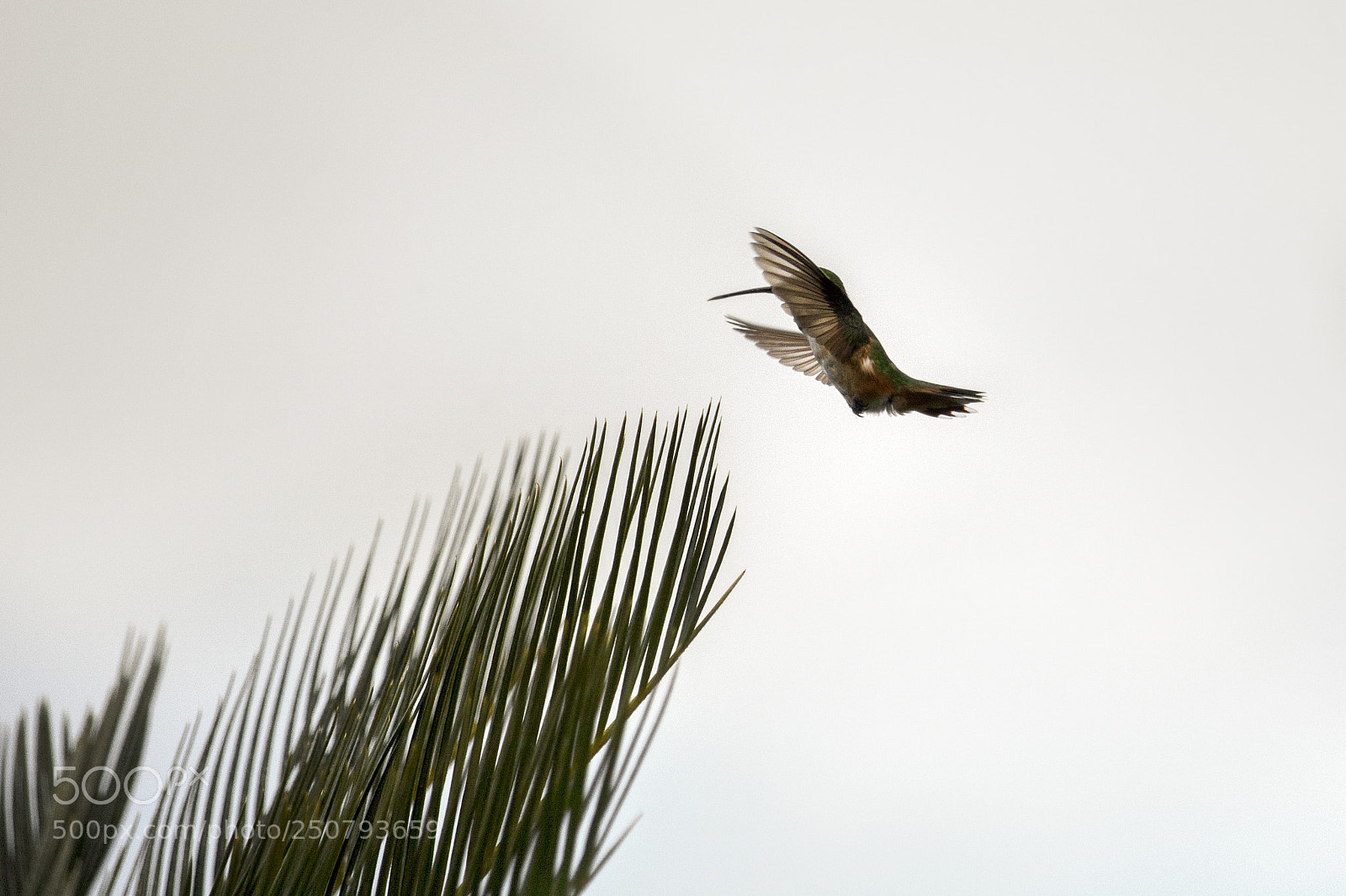 Canon EOS 750D (EOS Rebel T6i / EOS Kiss X8i) sample photo. Flying humingbird photography