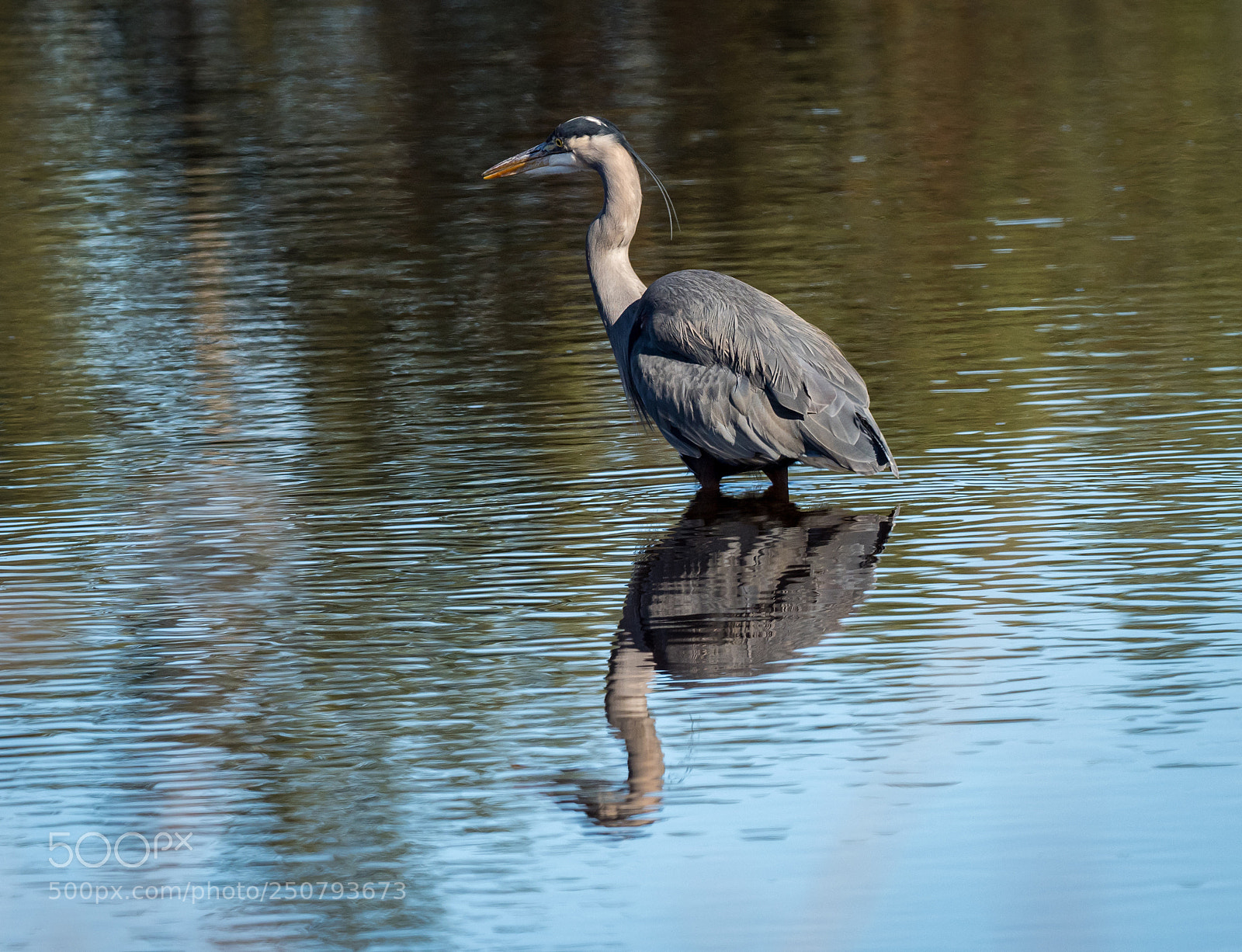 Olympus OM-D E-M1 Mark II sample photo. Zen heron photography