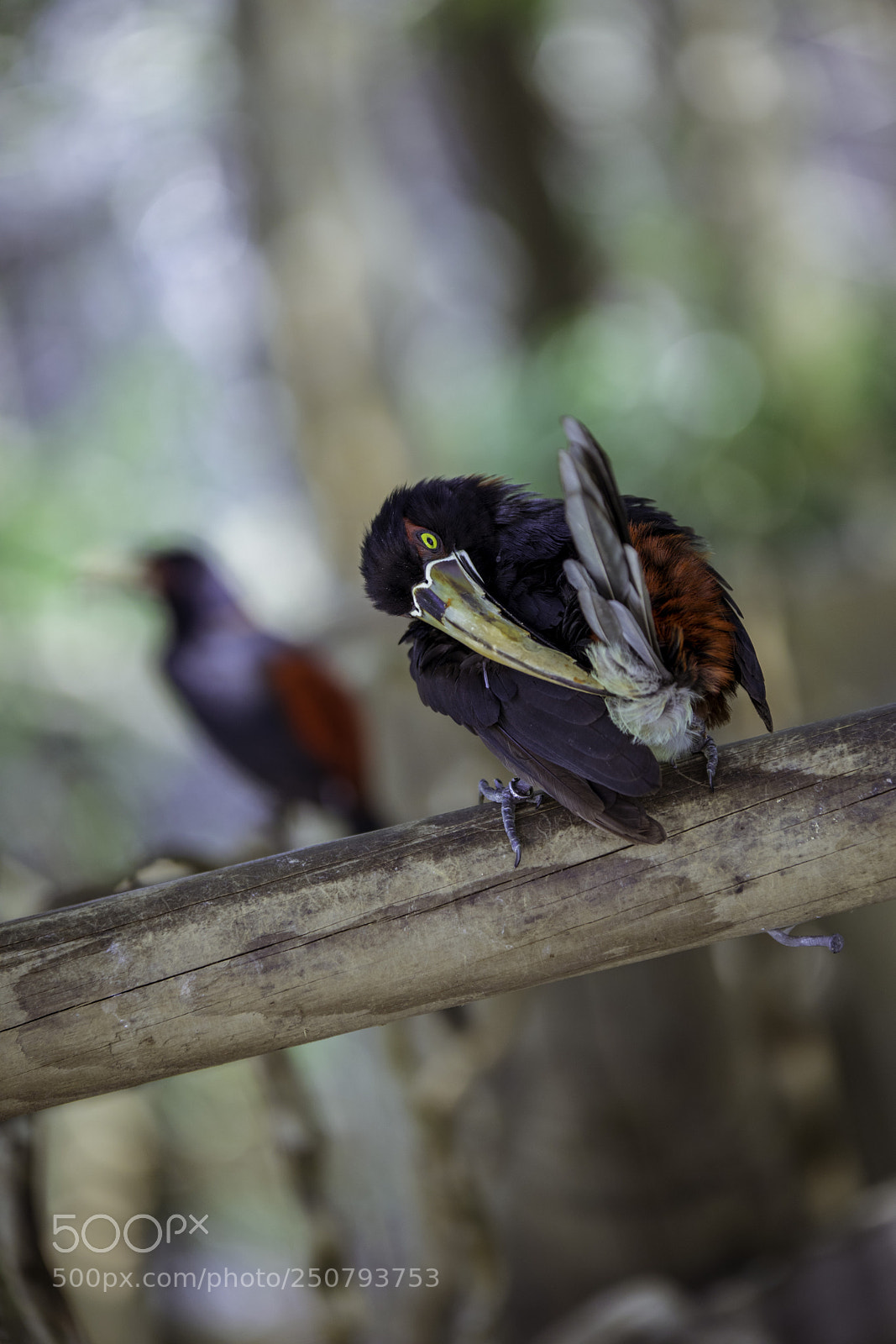 Canon EOS 5D Mark IV sample photo. Scratchscratch photography