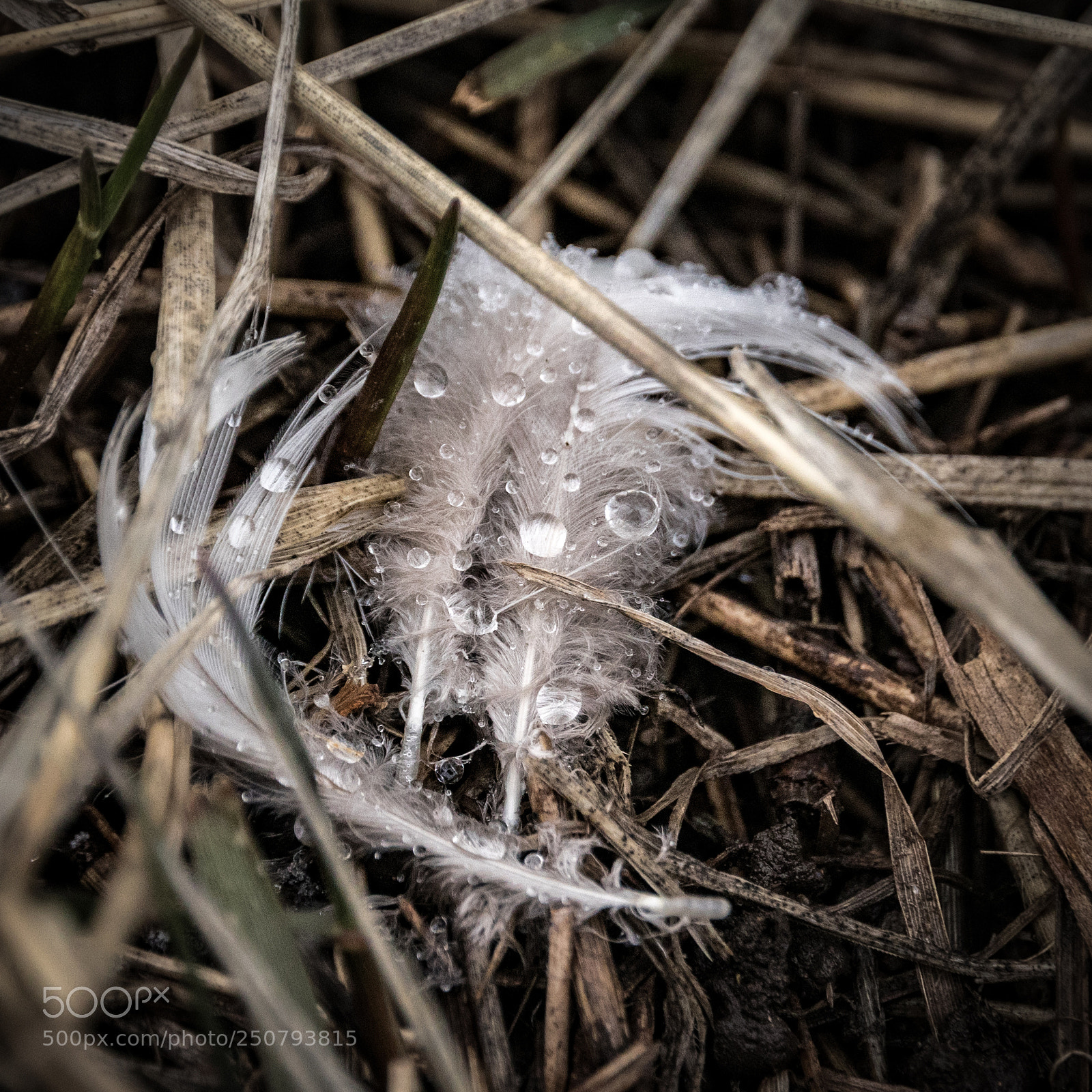 Canon EOS 80D sample photo. Wet feathers photography