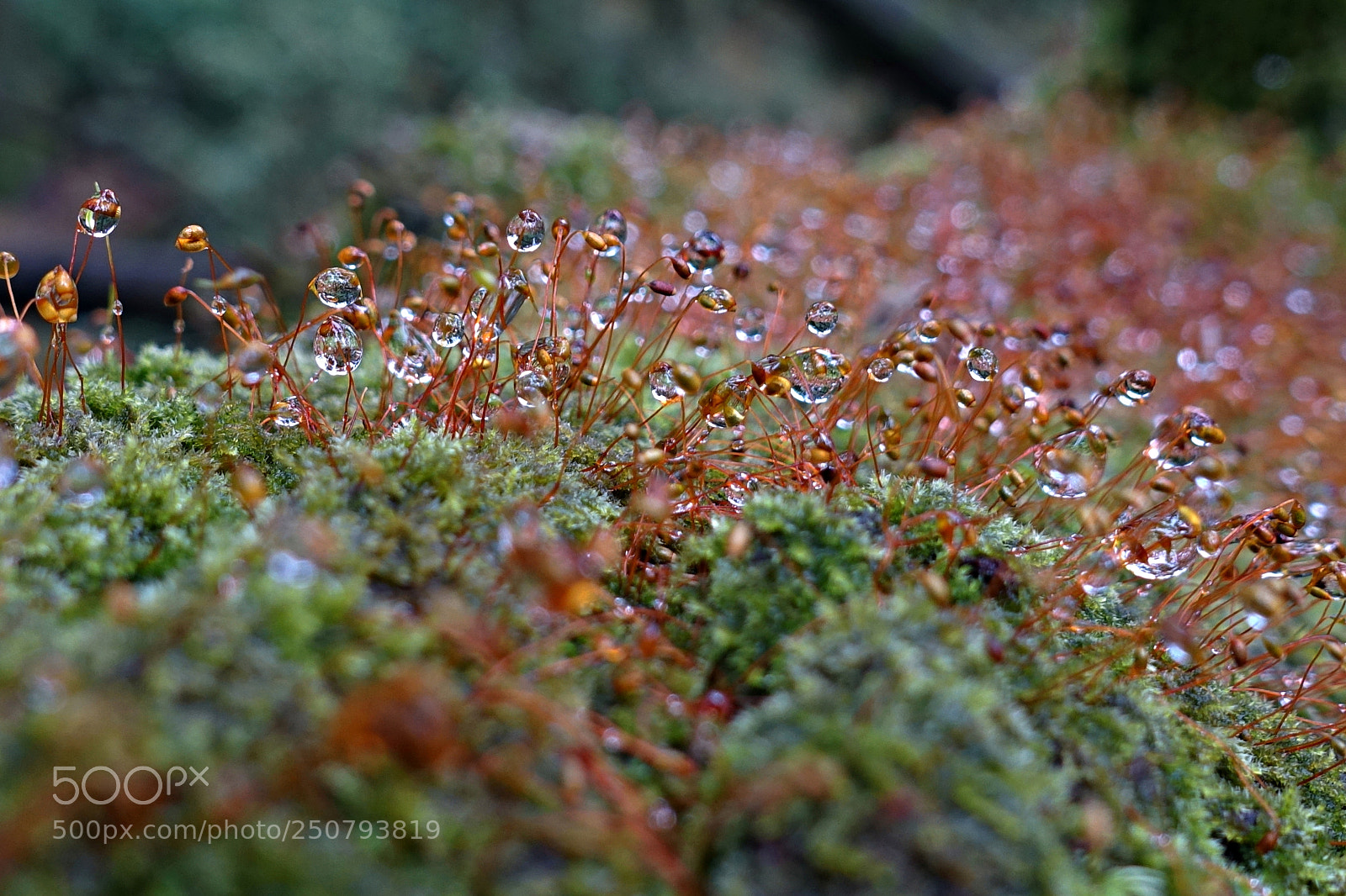 Sony Cyber-shot DSC-RX100 III sample photo. Crystal water droplets photography