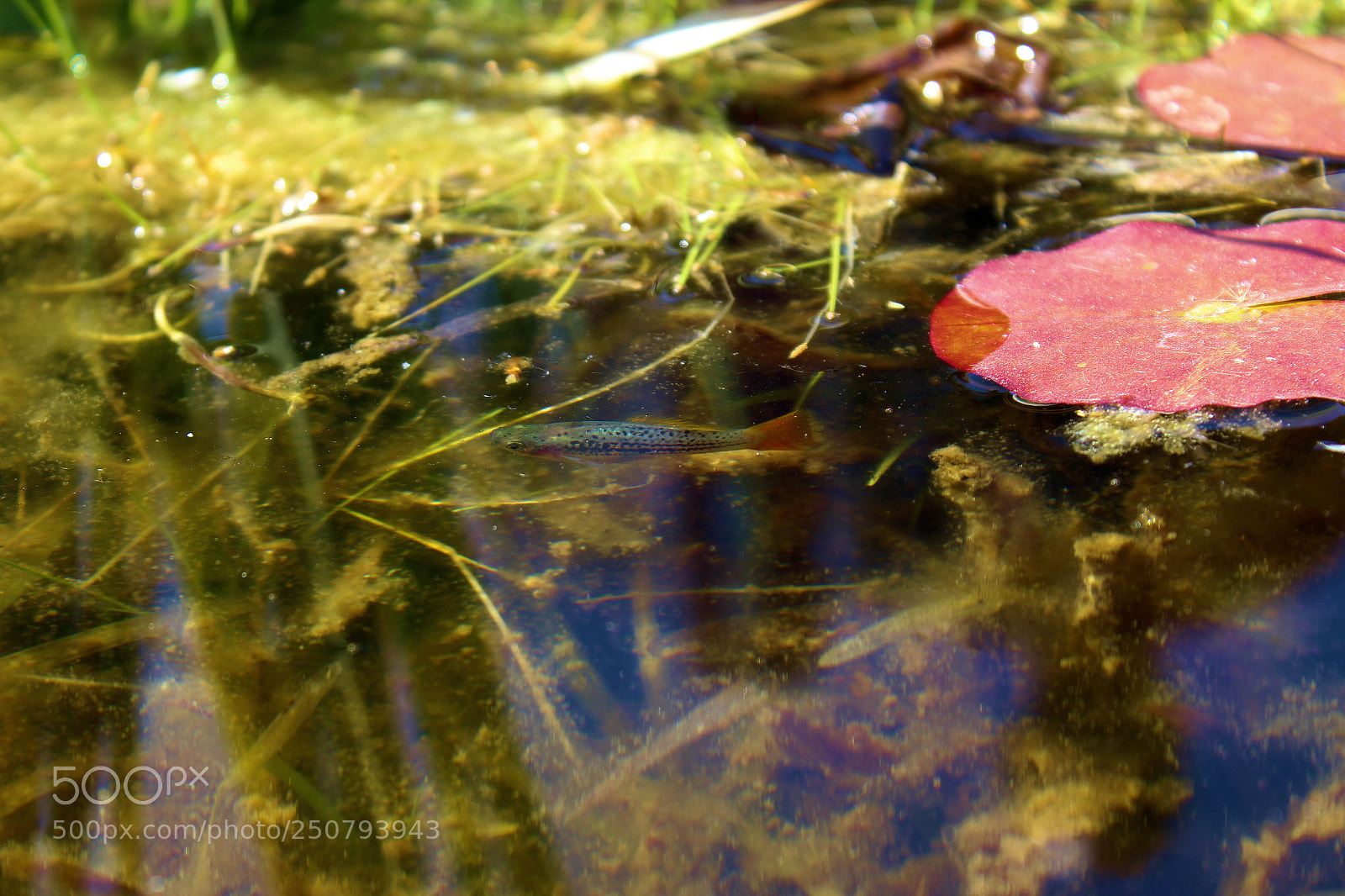 Canon EOS 1300D (EOS Rebel T6 / EOS Kiss X80) sample photo. Pond fish photography