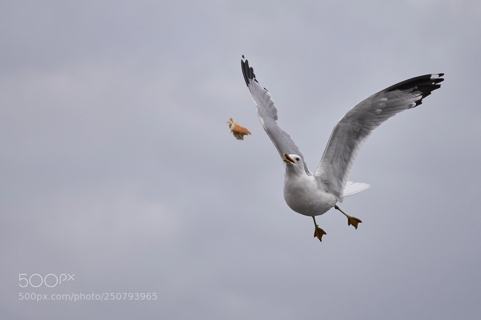 Sony a6000 sample photo. Seagull photography