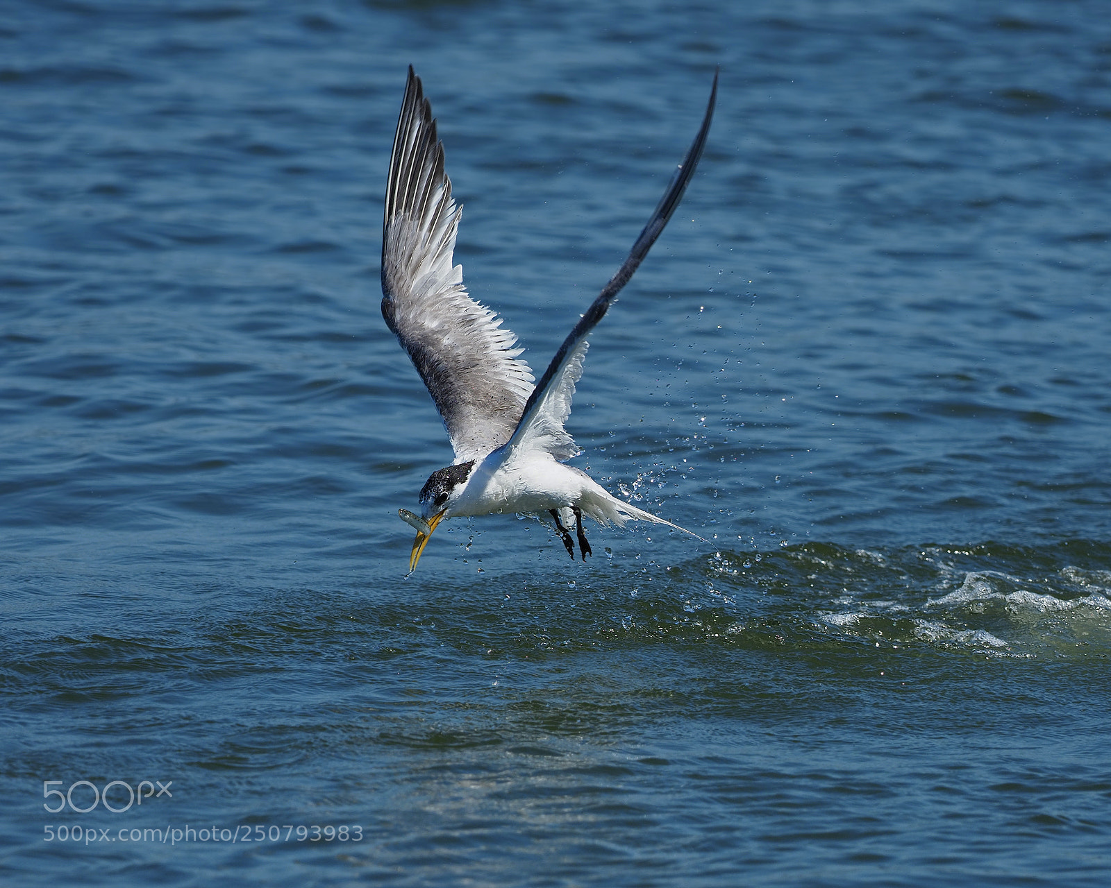 Olympus OM-D E-M1 Mark II sample photo. Crested tern capturing fish photography