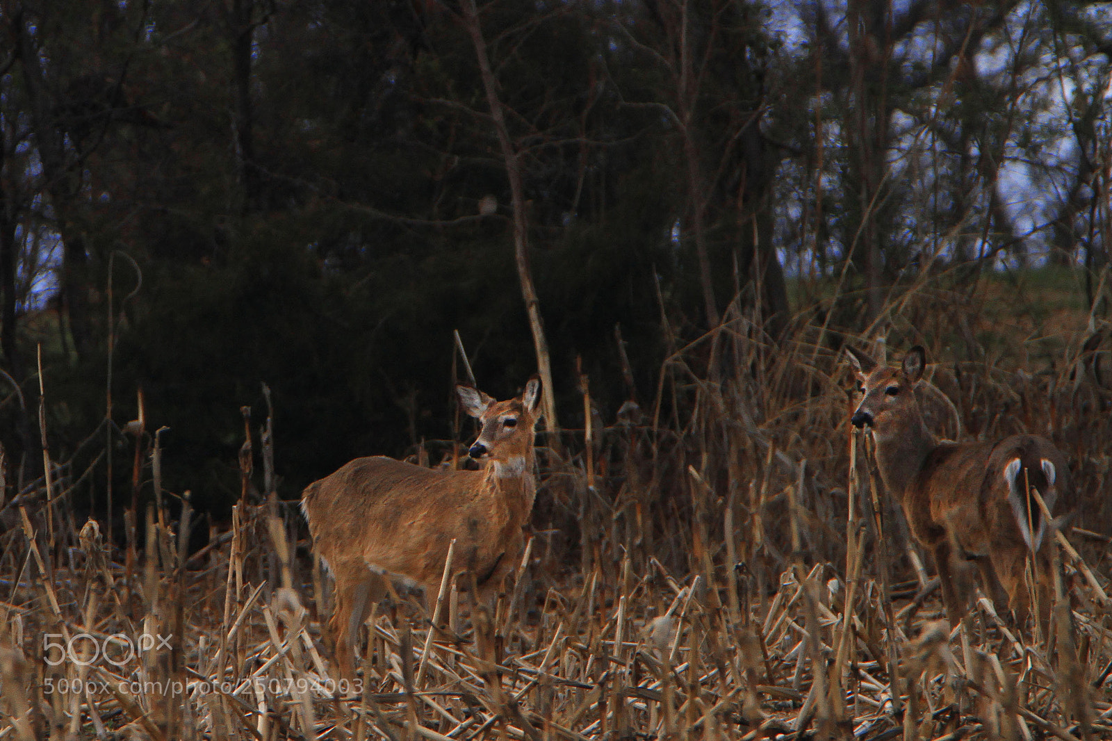 Canon EOS 7D sample photo. Blending photography