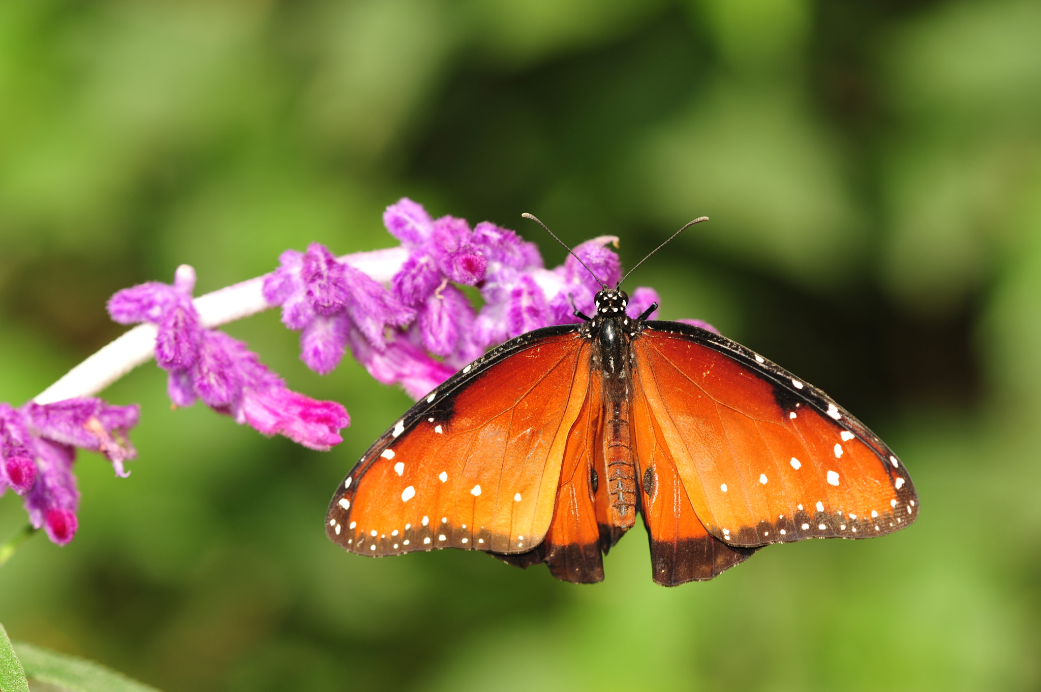 Nikon D700 sample photo. Queen's garden photography