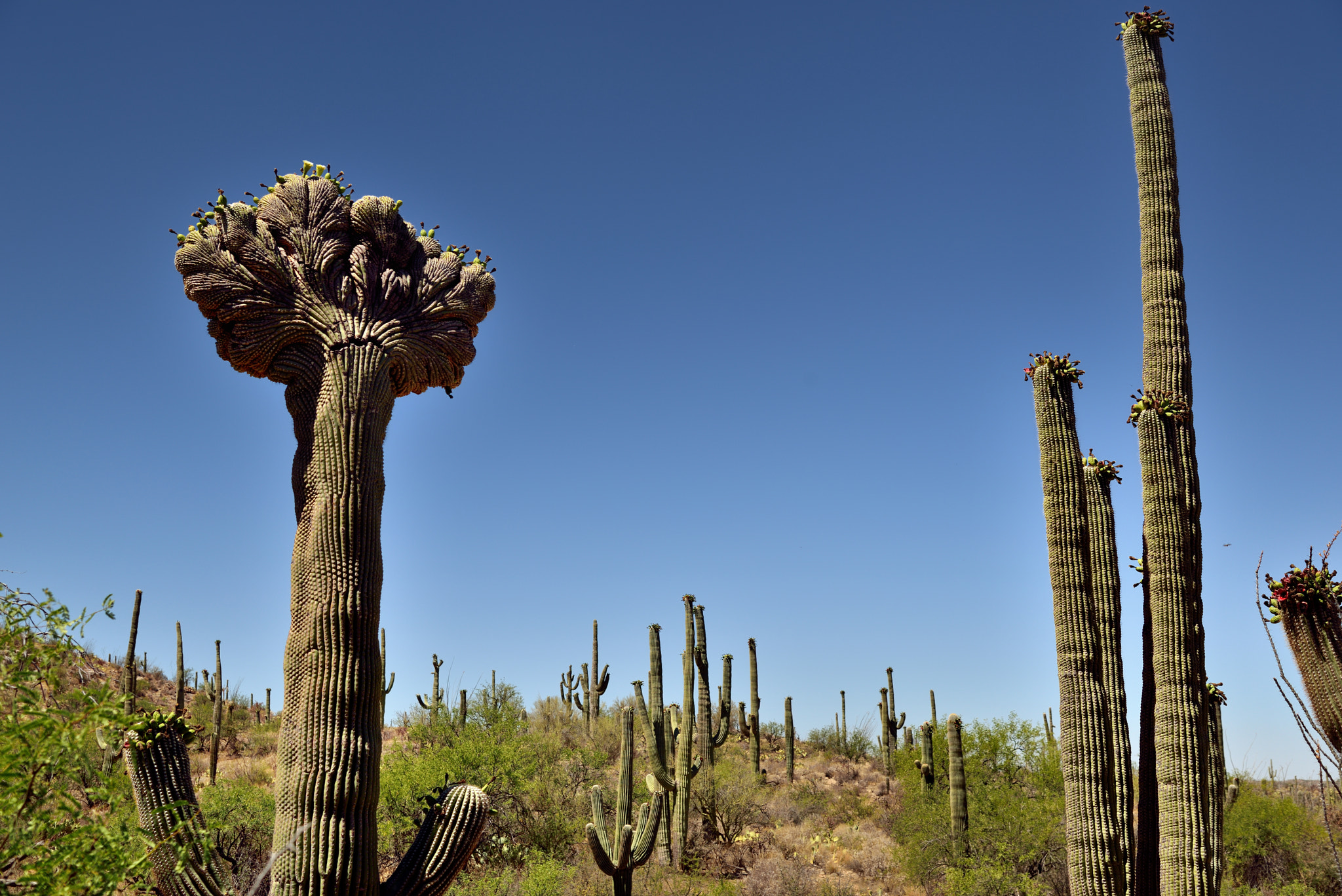 Nikon D800E + Nikon AF-S Nikkor 24-120mm F4G ED VR sample photo. Looking upward to the tops of a crested and other saguaro cactus photography
