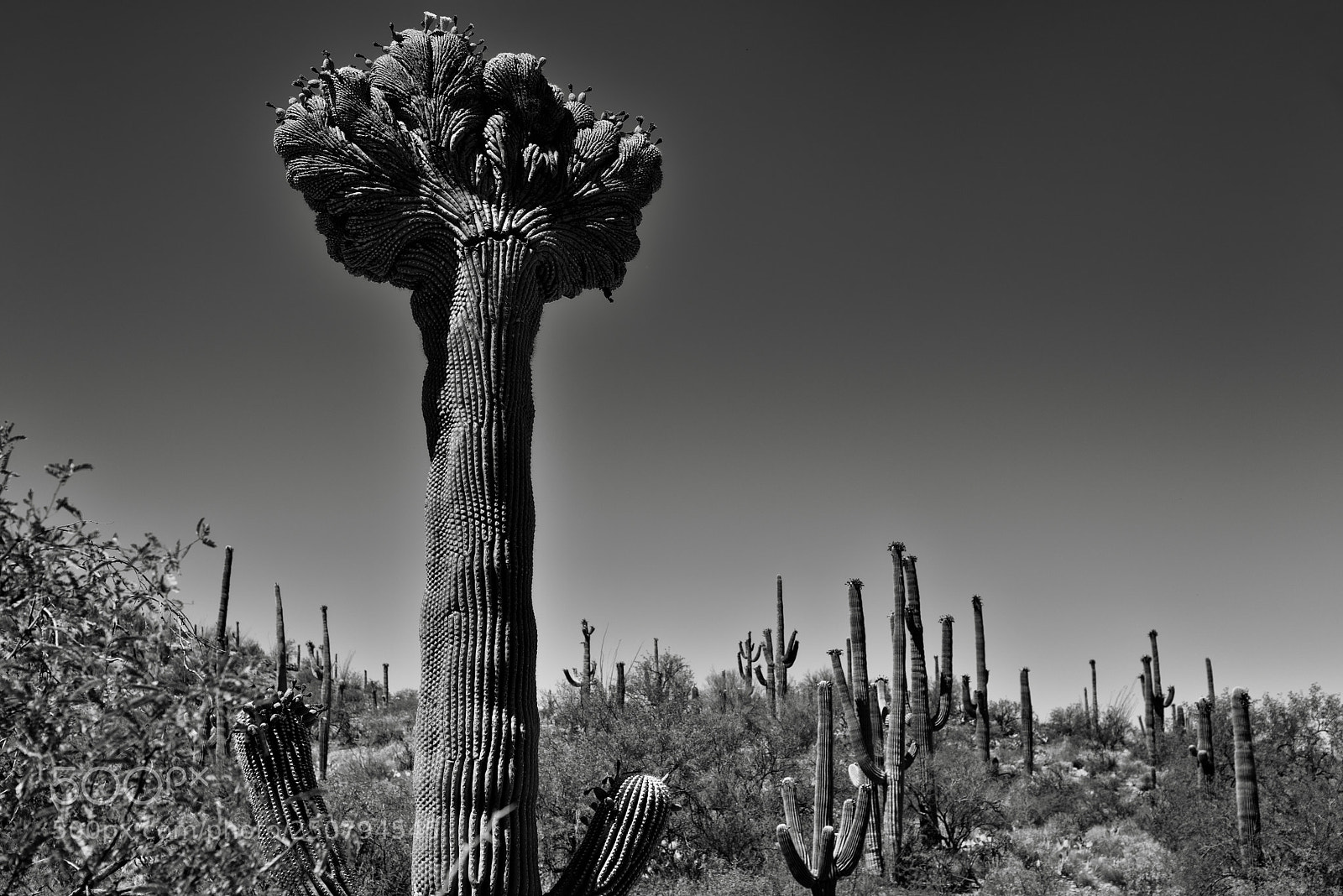 Nikon D800E sample photo. Looking to the top photography