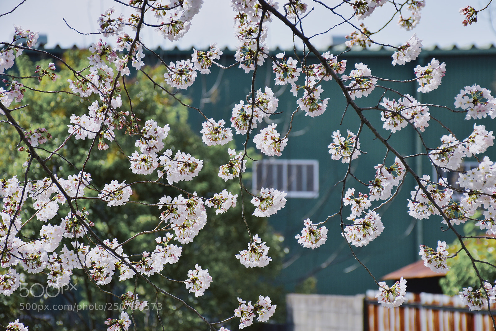 Nikon D5600 sample photo. 桜 photography