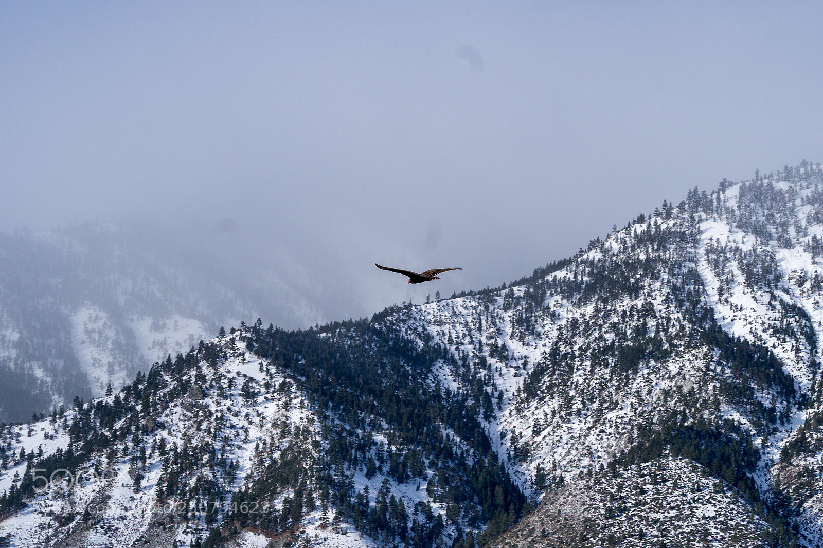 Sony a6000 sample photo. Vulture in flight photography