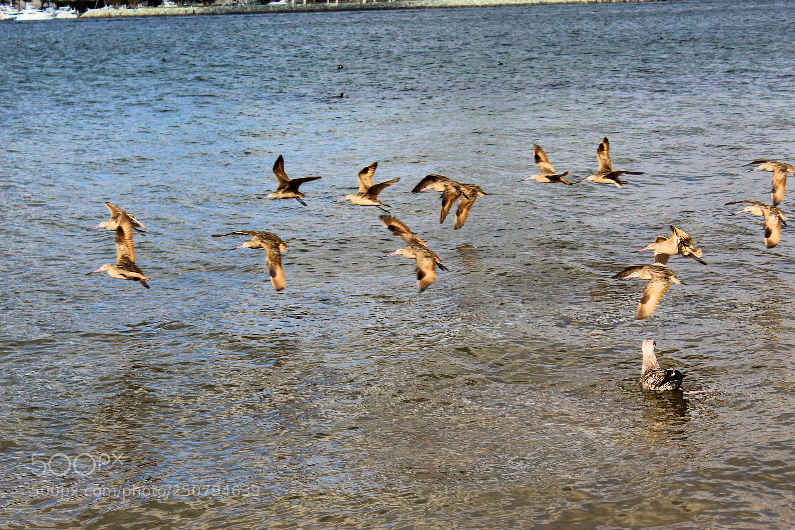 Canon EOS 1300D (EOS Rebel T6 / EOS Kiss X80) sample photo. Flock of birds photography