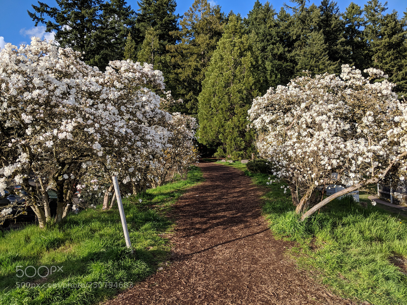 Google Pixel 2 sample photo. Springpath, mt. tabor photography
